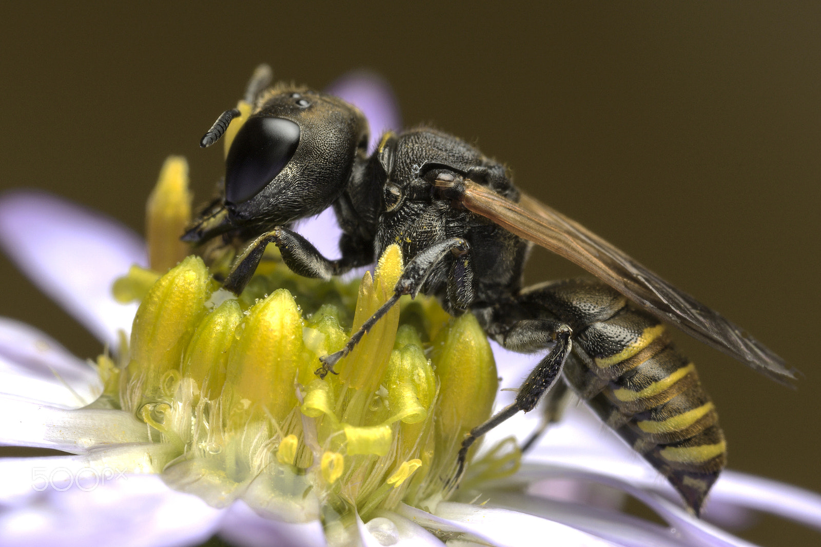 Canon MP-E 65mm F2.5 1-5x Macro Photo sample photo. Little bee photography