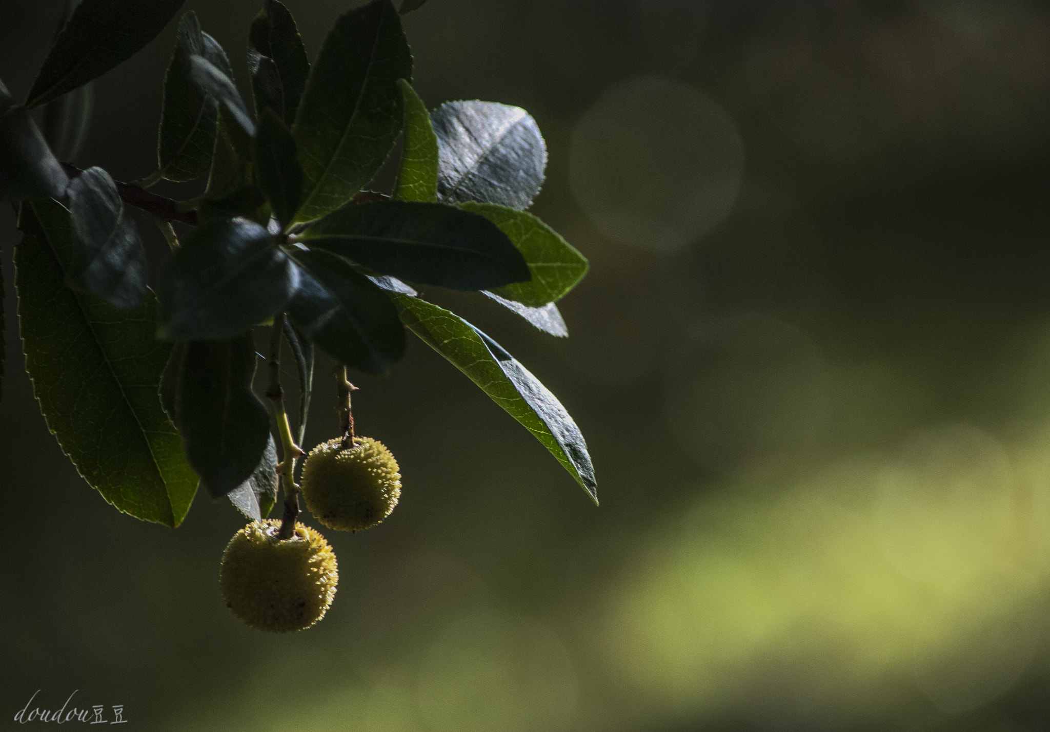 Nikon D80 sample photo. Green,verde,绿 photography