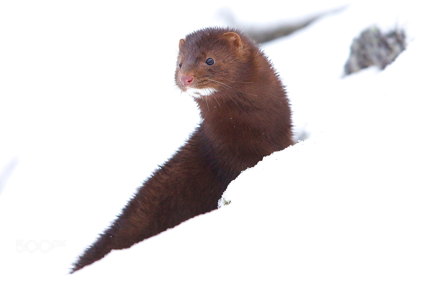 Canon EOS-1D X + Canon EF 400mm F2.8L IS II USM sample photo. Mink photography