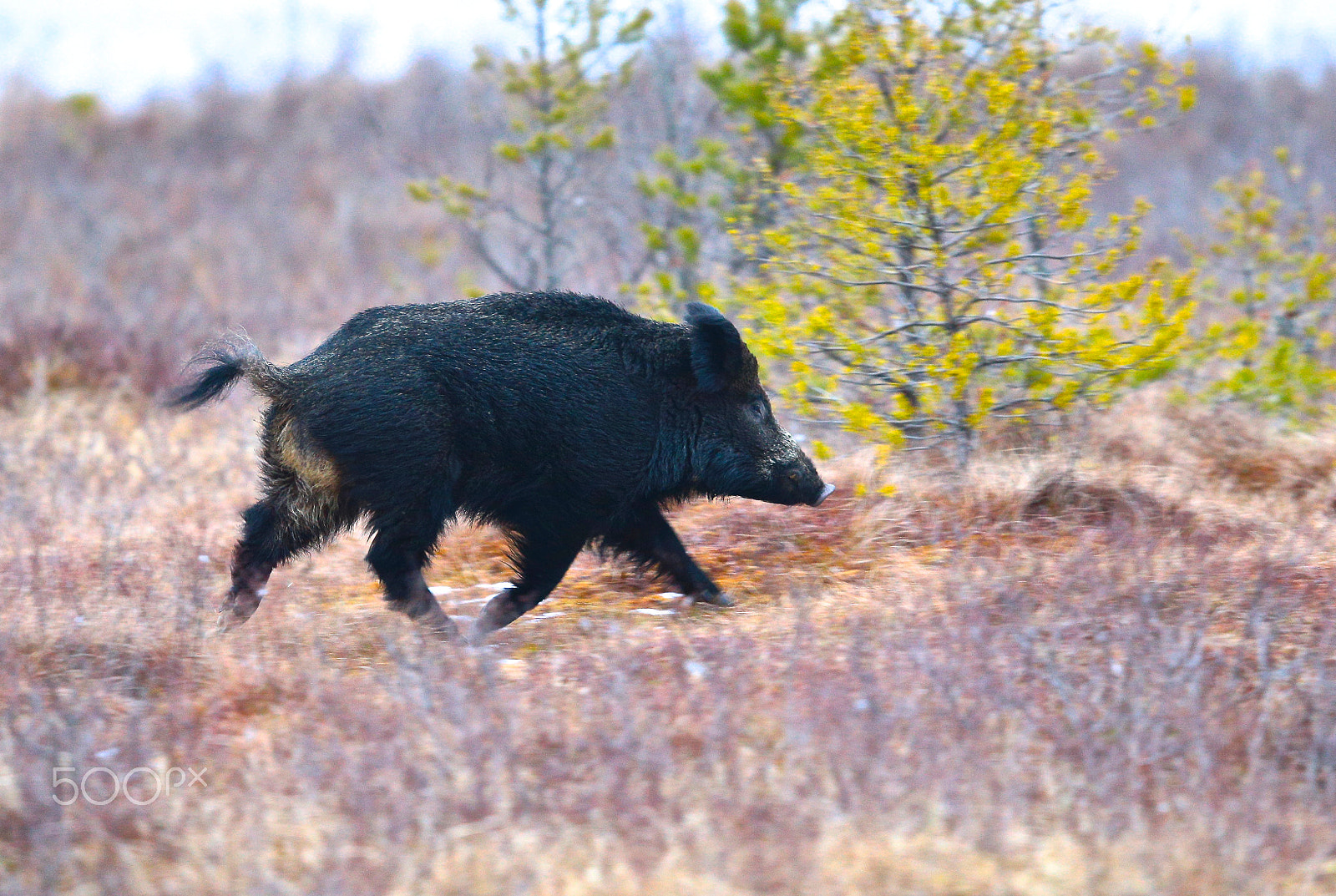 Canon EF 400mm F2.8L IS II USM sample photo. Piggy photography