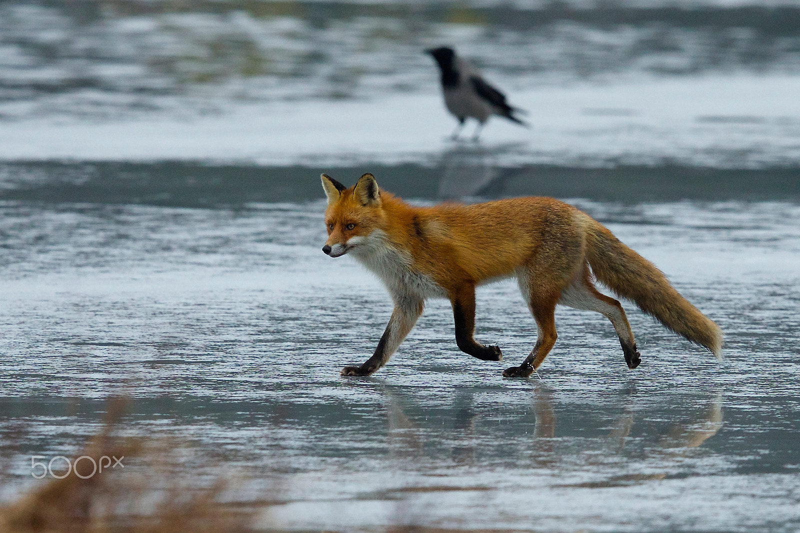 Canon EF 400mm F2.8L IS II USM sample photo. Foxlady photography