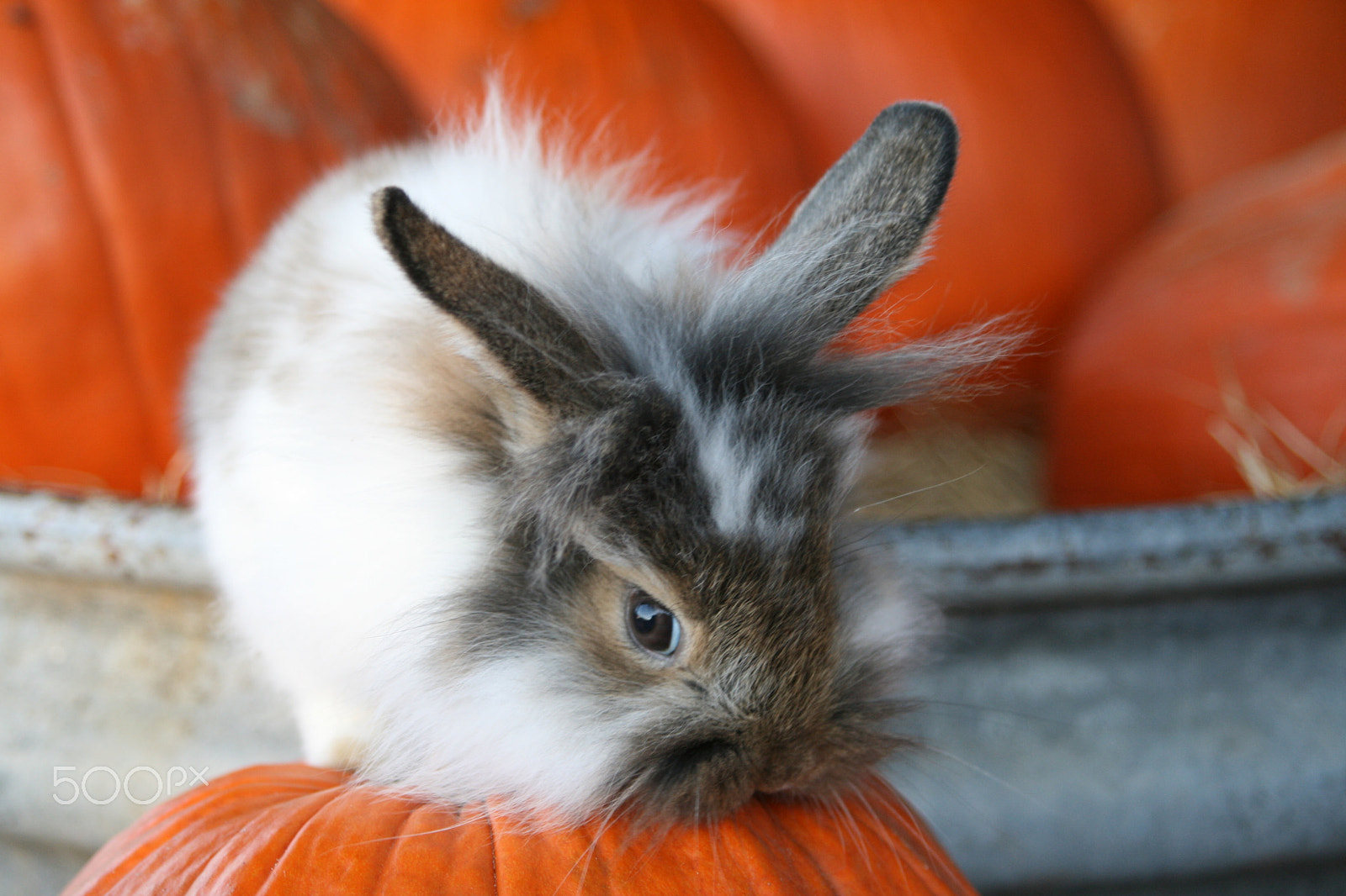 Canon EF 28-105mm f/3.5-4.5 USM sample photo. Bunny on pumpkin photography