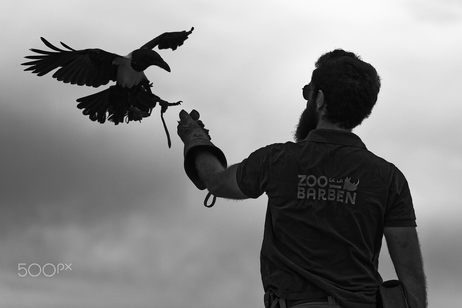 Nikon AF-S Nikkor 200-500mm F5.6E ED VR sample photo. Le corbeau photography