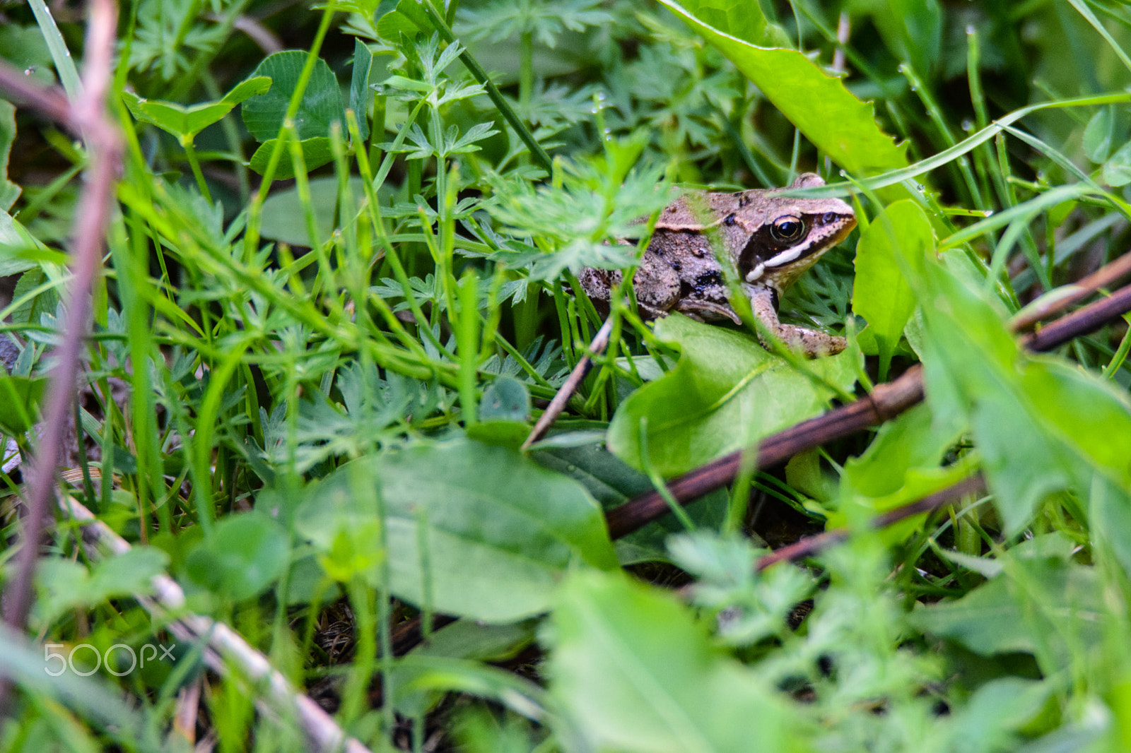 Tamron SP 150-600mm F5-6.3 Di VC USD sample photo. A shy frog hiding in the undervegetation photography