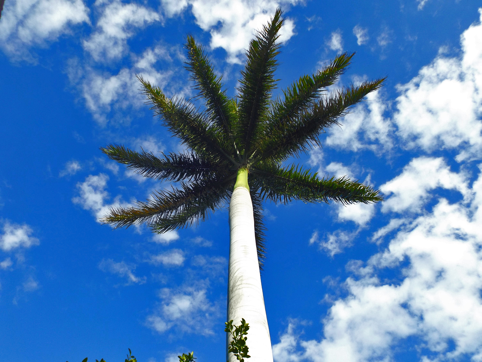 Fujifilm FinePix S4830/Walmart sample photo. Palm tree photography