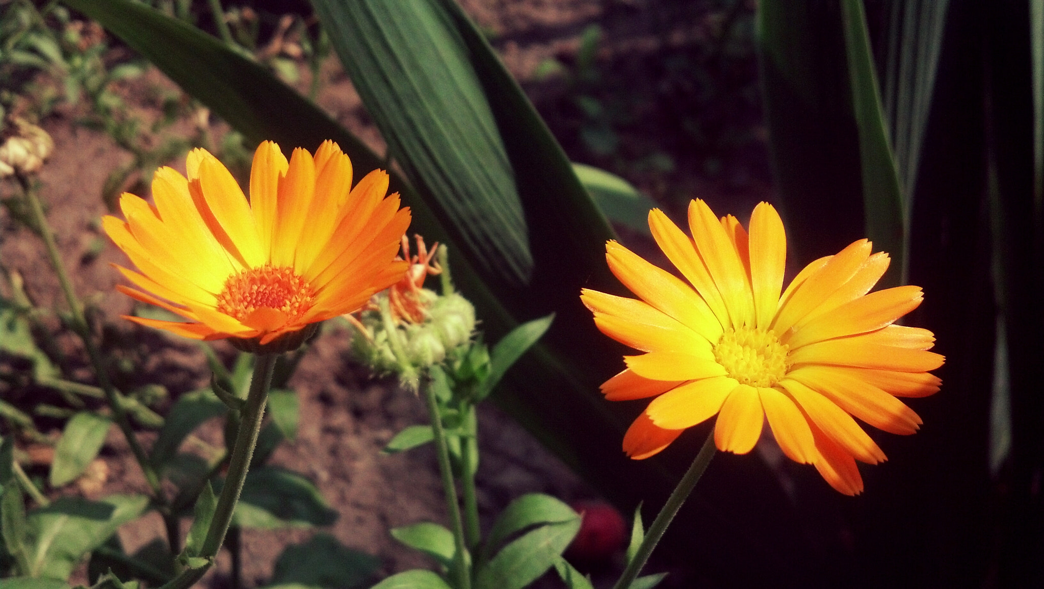 Motorola DROID RAZR sample photo