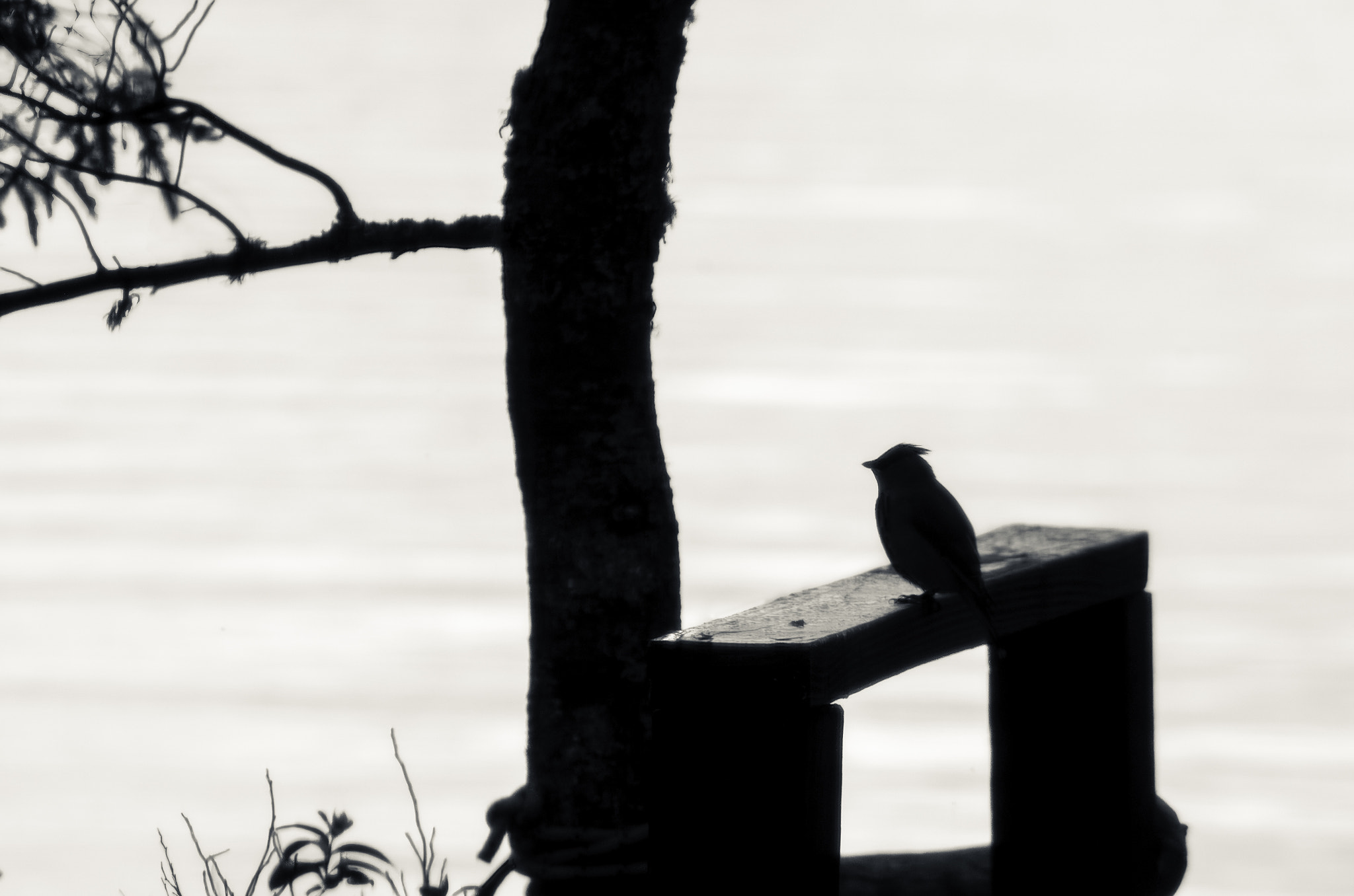 Pentax smc DA 50-200mm F4-5.6 ED sample photo. Bird on railing photography