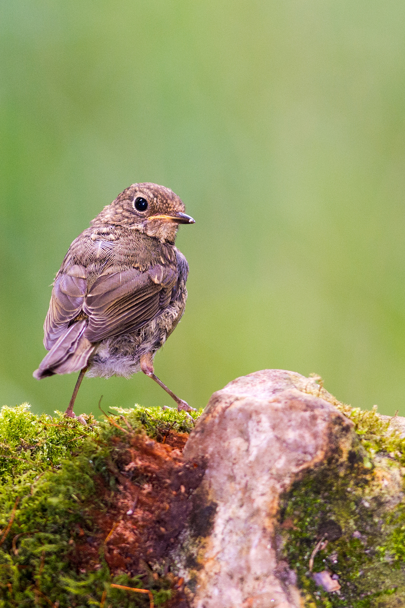 Nikon AF-S Nikkor 300mm F2.8G ED VR II sample photo. Robin photography