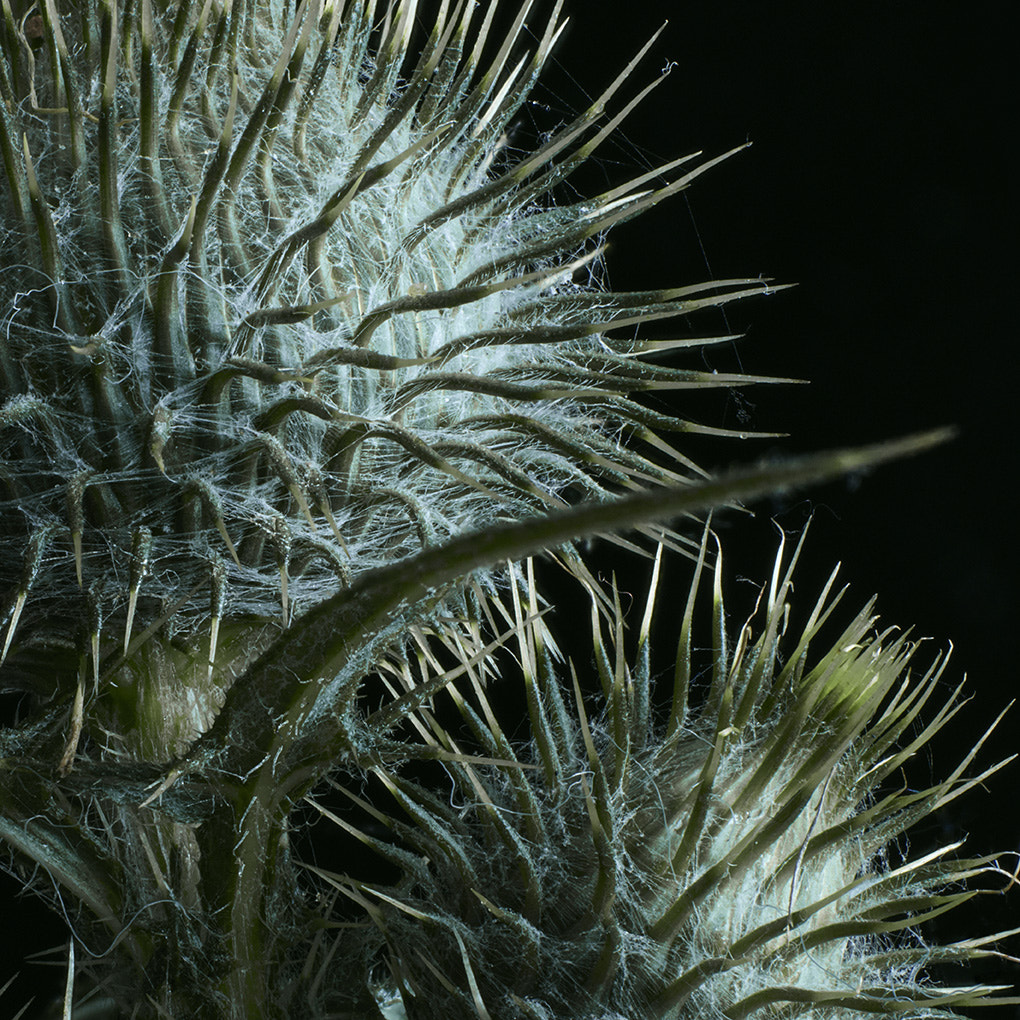 Phase One IQ3 100MP + Schneider LS 150mm f/3.5 sample photo. Thistle - still life 2 photography