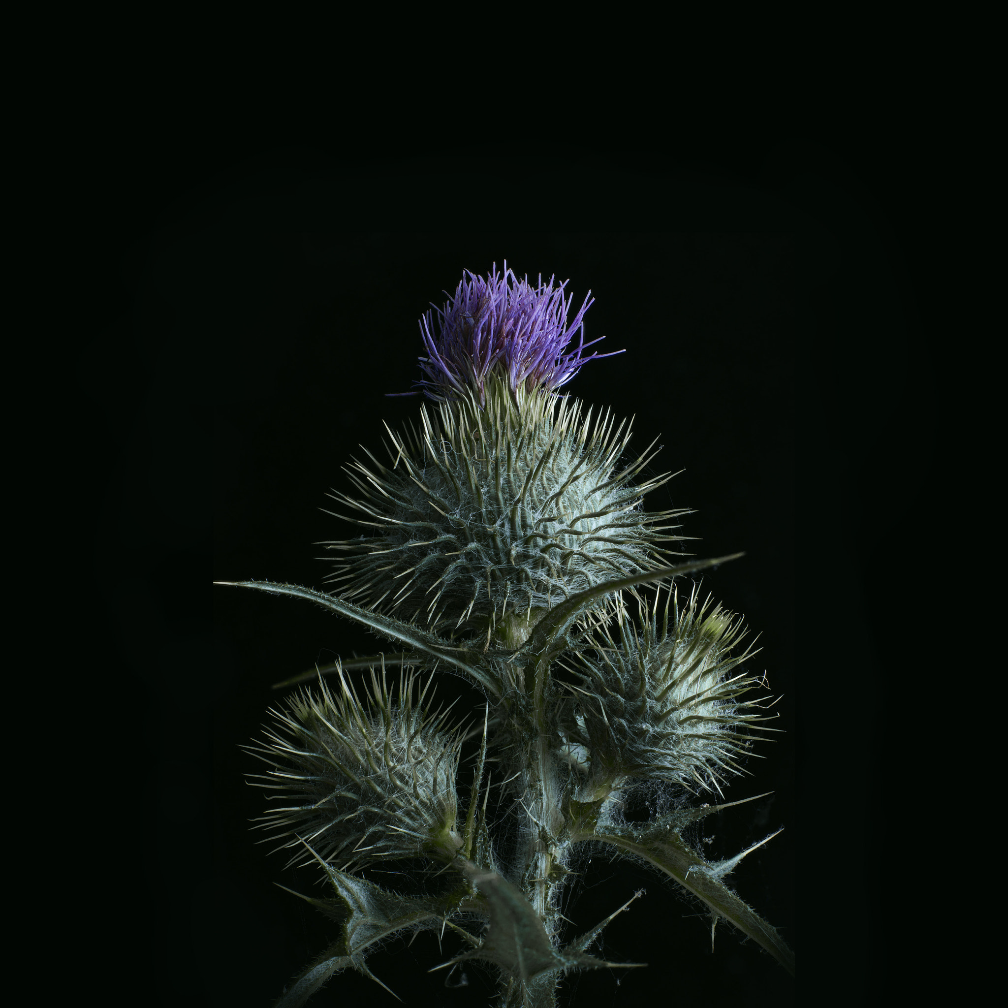 Schneider LS 150mm f/3.5 sample photo. Thistle - still life photography