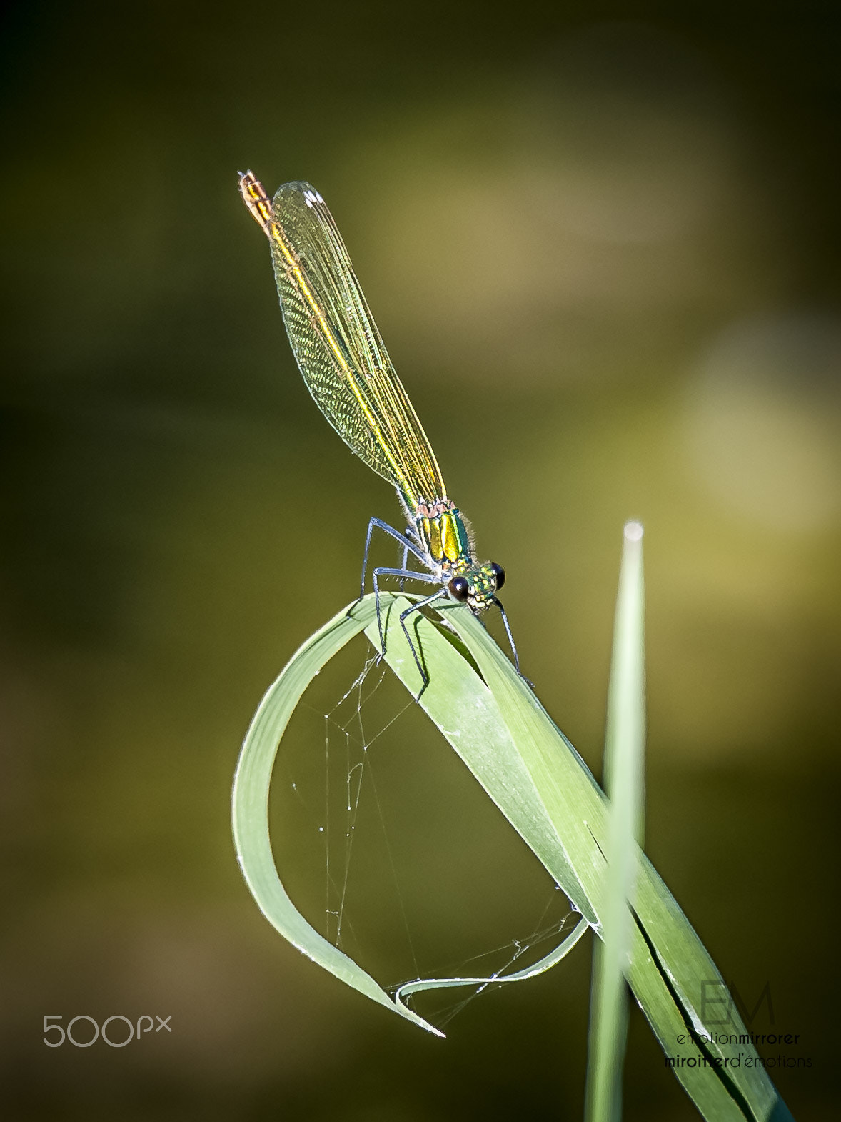 Sigma 150-600mm F5-6.3 DG OS HSM | S sample photo. Dragonfly photography