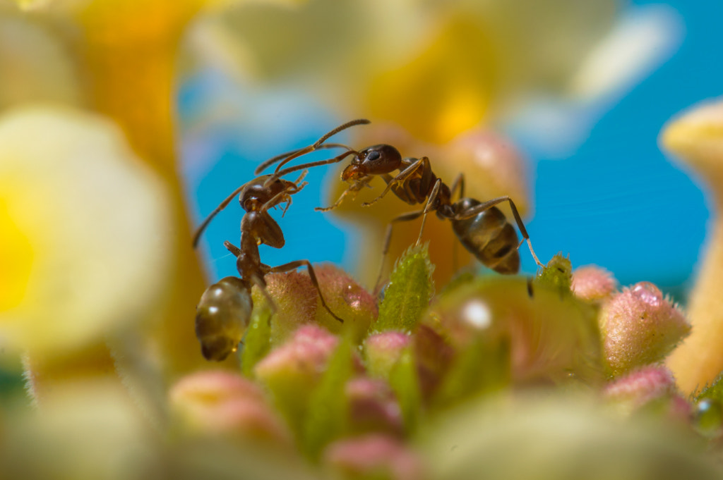 Nikon AF-S Micro-Nikkor 105mm F2.8G IF-ED VR sample photo. Ants photography