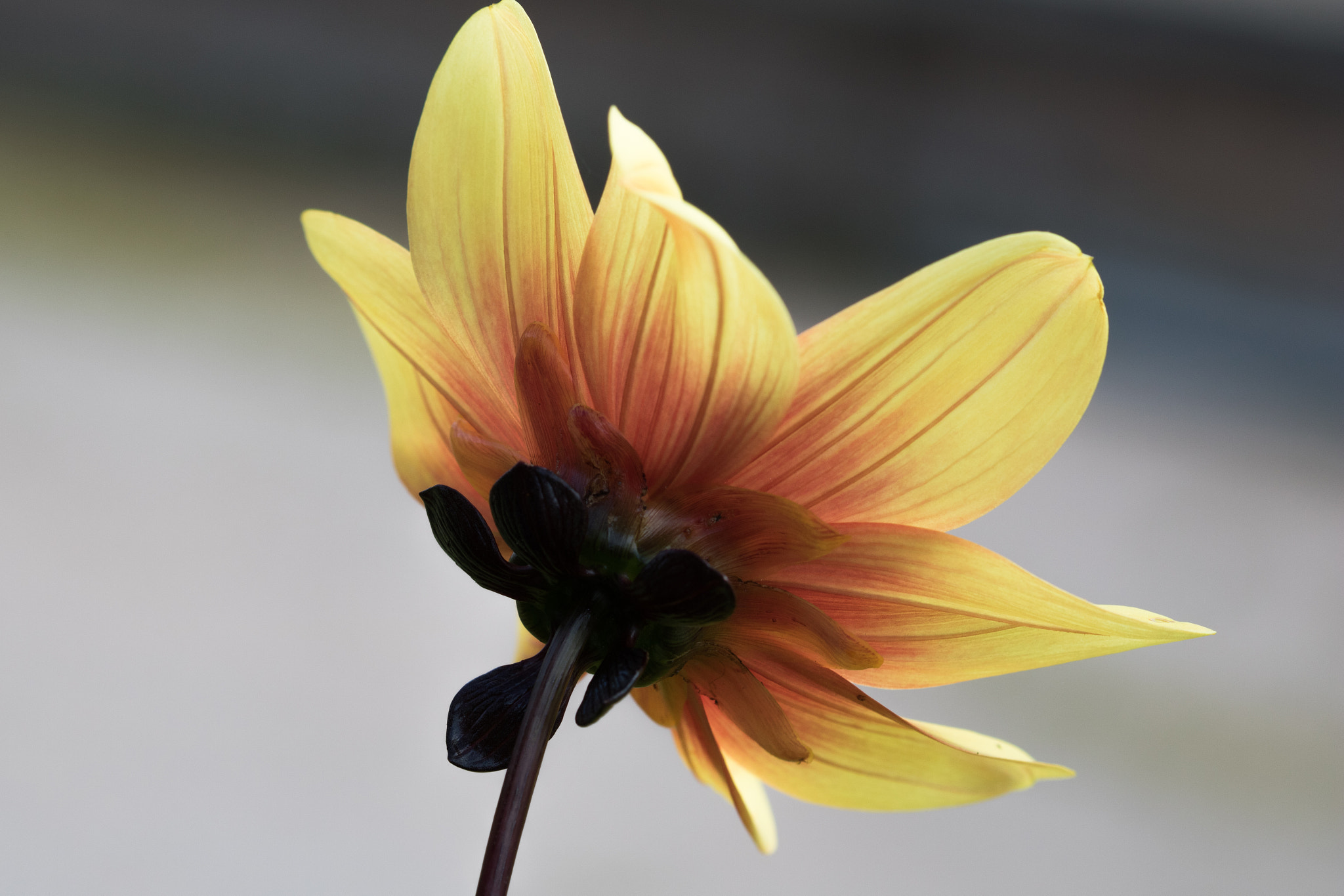 Canon EF 100mm F2.8 Macro USM sample photo. The yellow flower photography