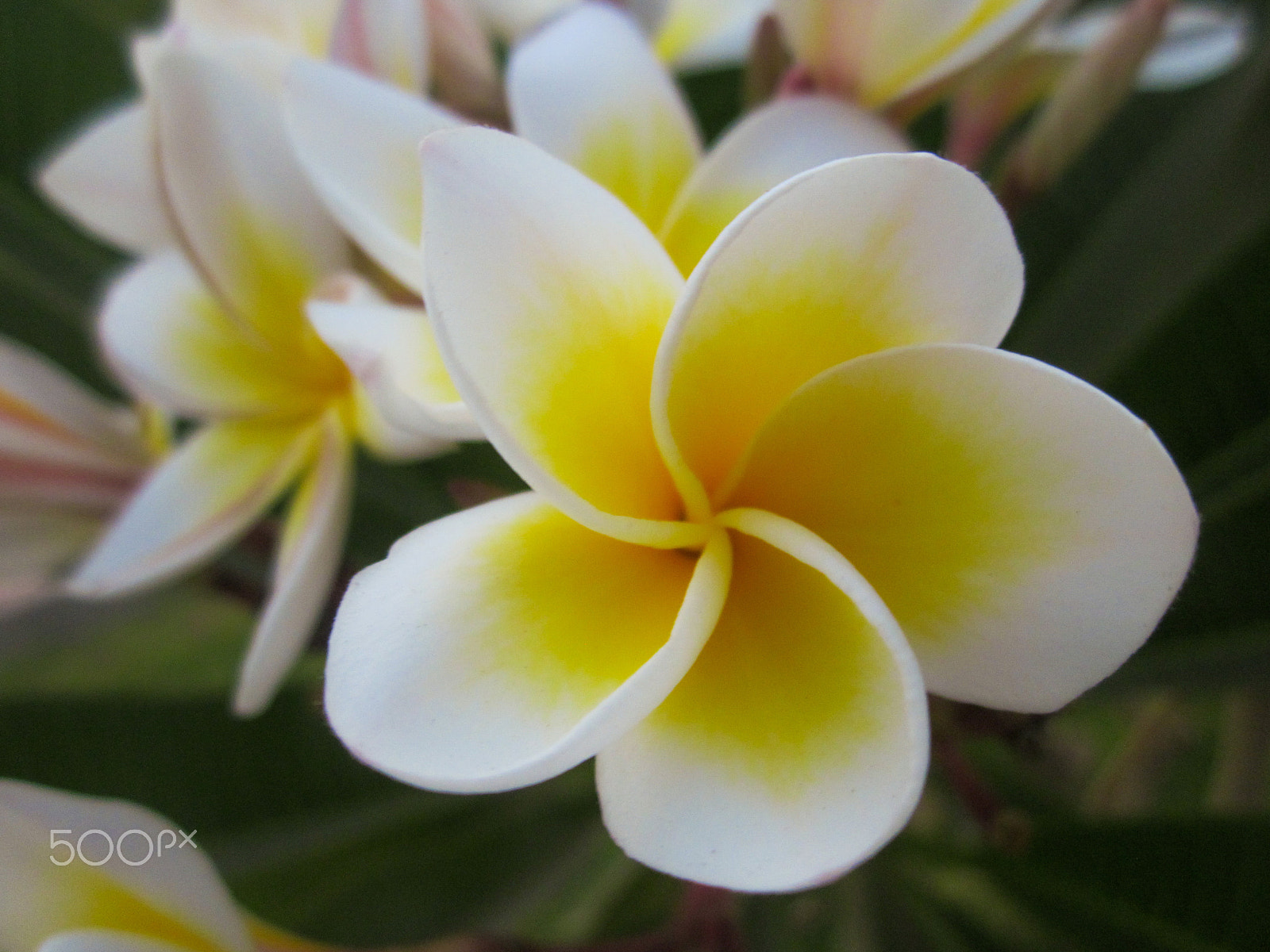 Canon PowerShot A1200 sample photo. Plumeria photography