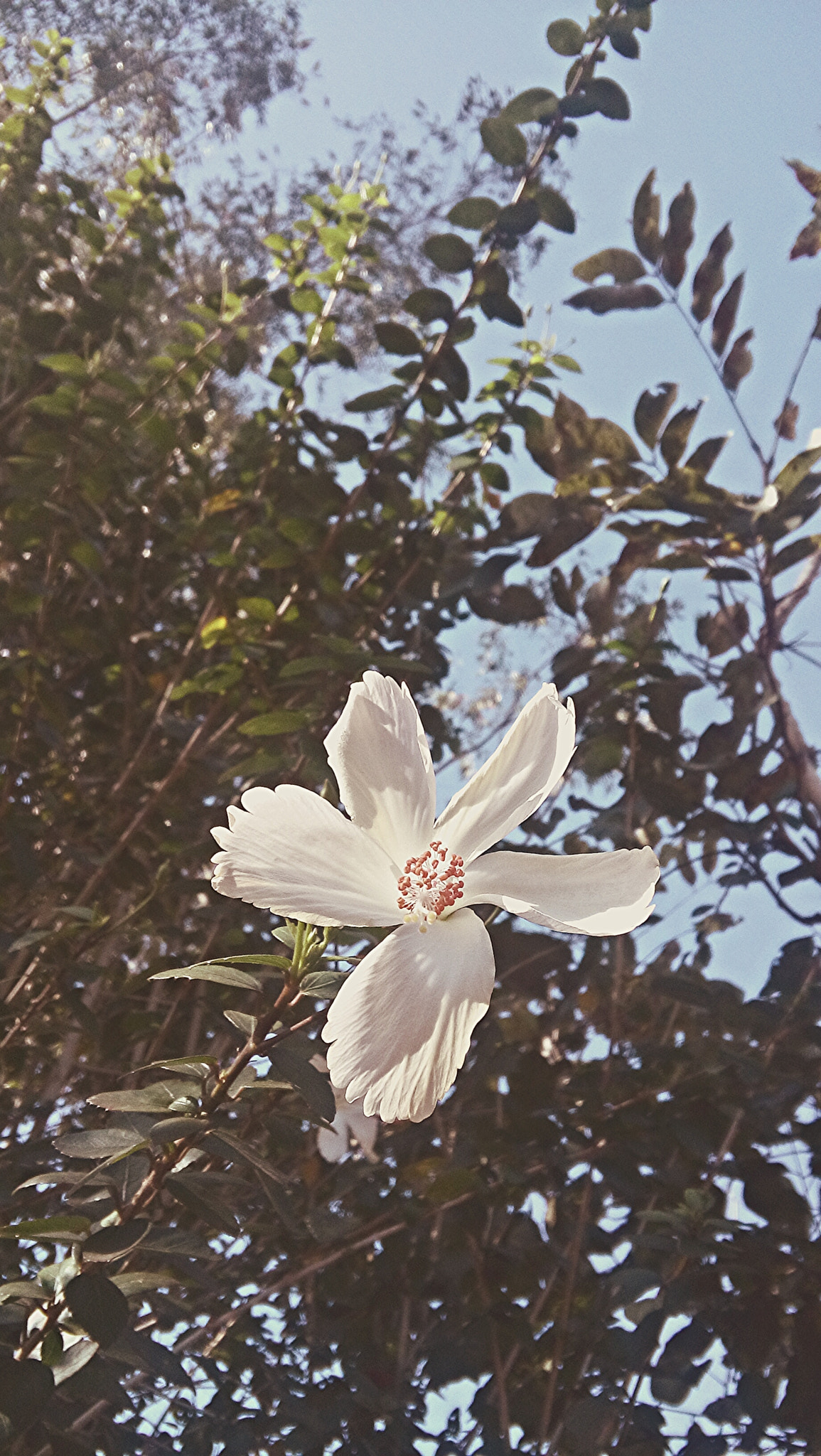 LG L Bello sample photo. The white flower. photography