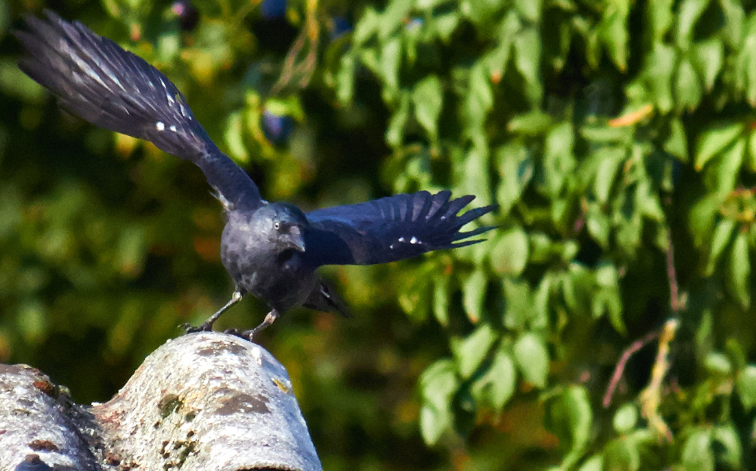 Canon EF-S 55-250mm F4-5.6 IS sample photo. Crow photography