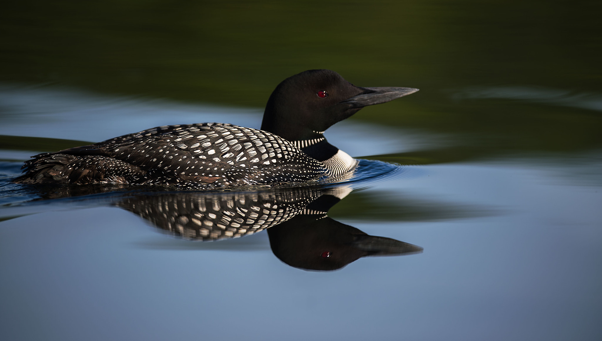 Nikon AF-S Nikkor 400mm F2.8E FL ED VR sample photo. Common loon - salerno lake photography