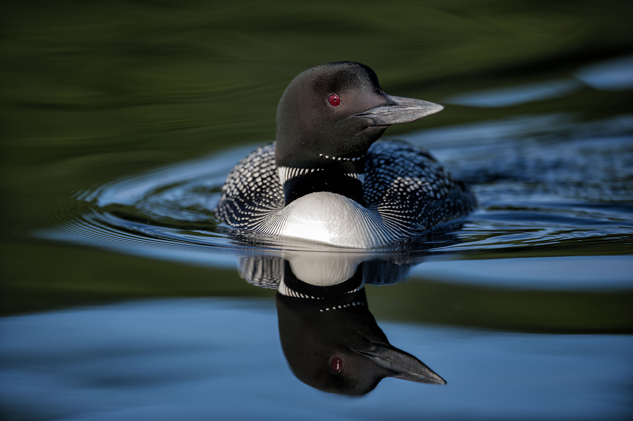 Nikon AF-S Nikkor 400mm F2.8E FL ED VR sample photo. Common loon - salerno lake photography
