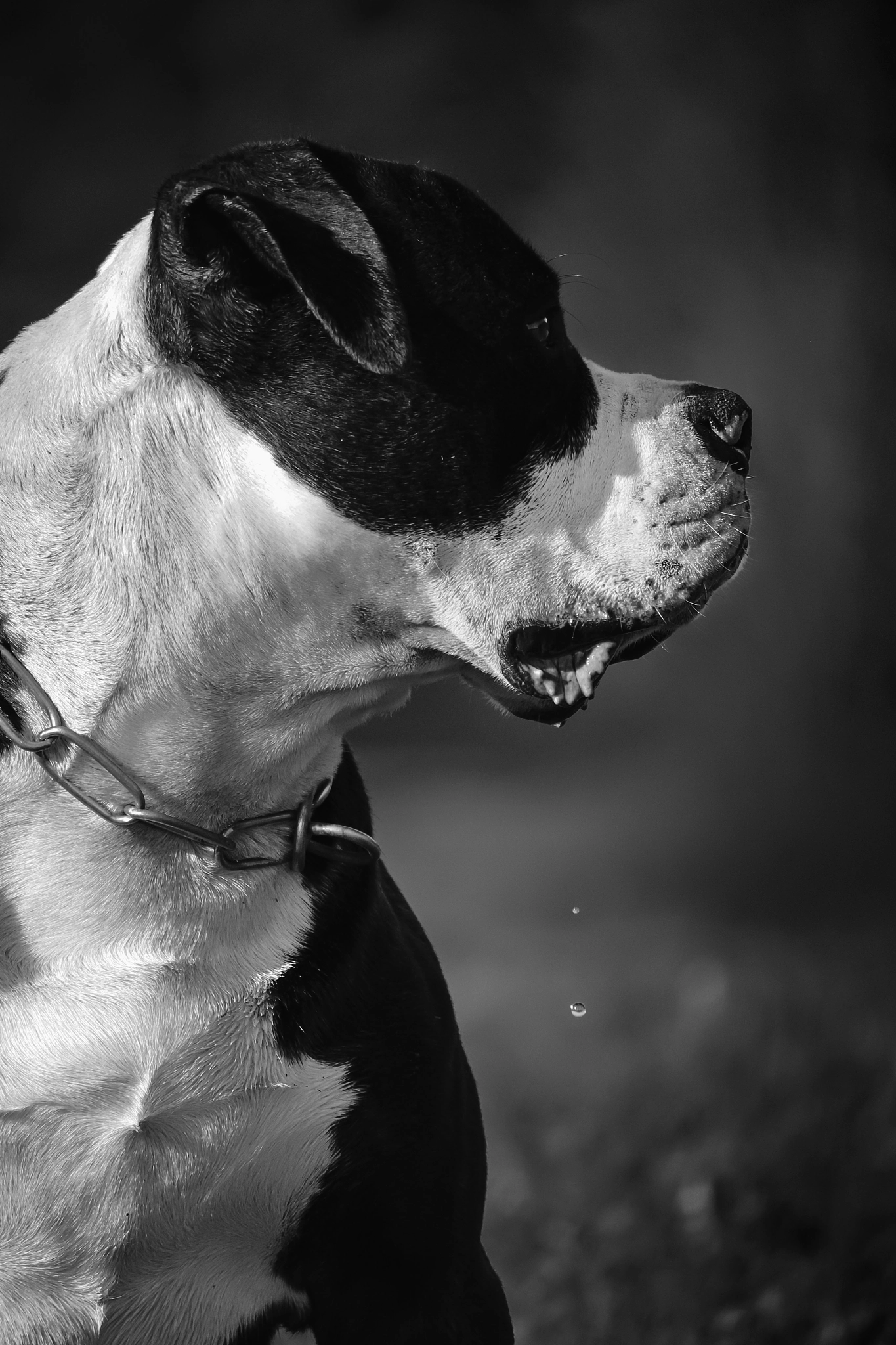 Canon EF-S 55-250mm F4-5.6 IS STM sample photo. Lemmy, the american bulldog photography