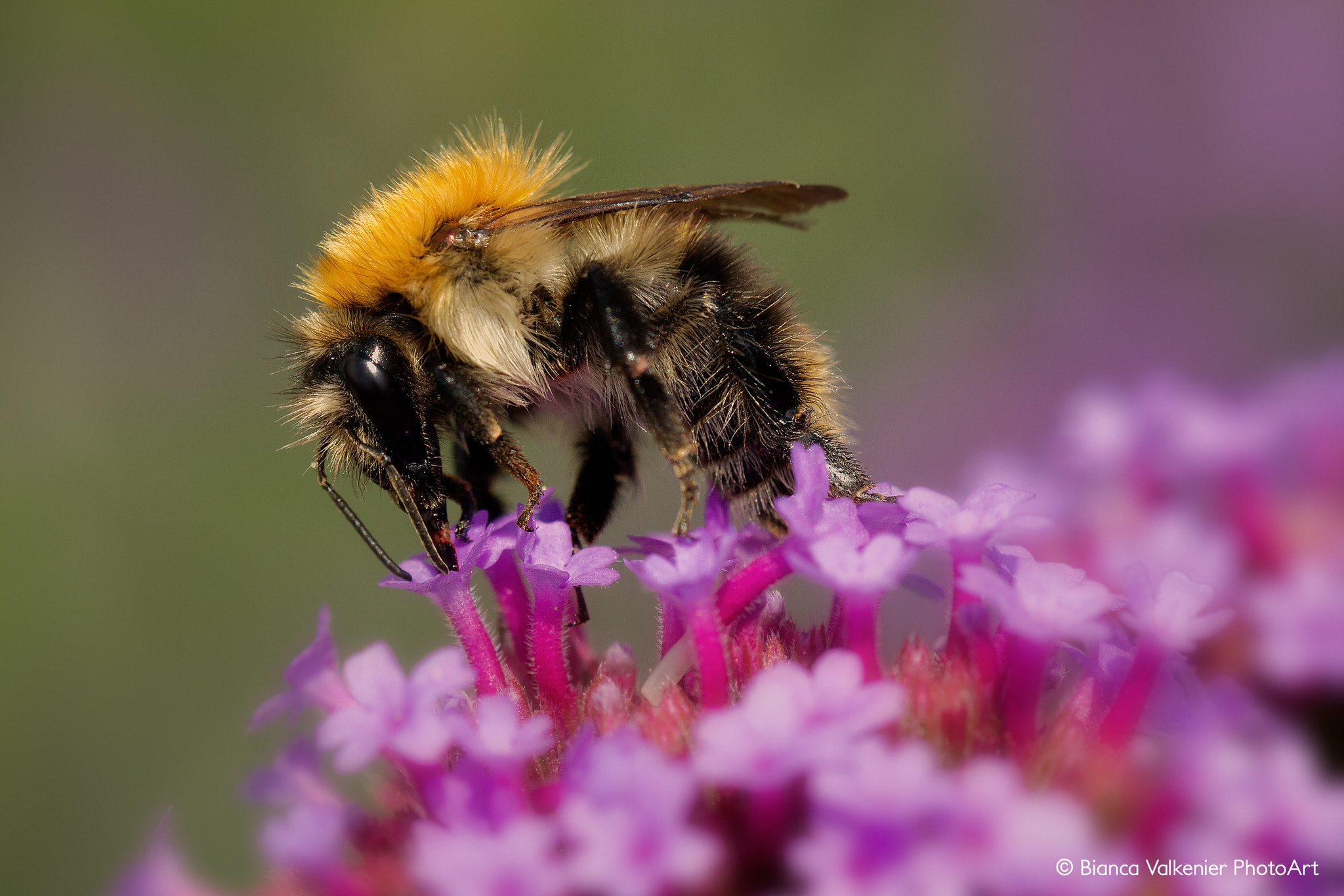 Sigma 150mm f/2.8 EX DG OS HSM APO Macro sample photo. Bumblebee (bombus pascuorum) photography