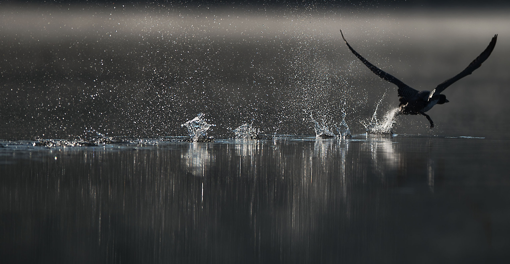 Nikon D4S + Nikon AF-S Nikkor 400mm F2.8E FL ED VR sample photo. Loon running - salerno lake photography