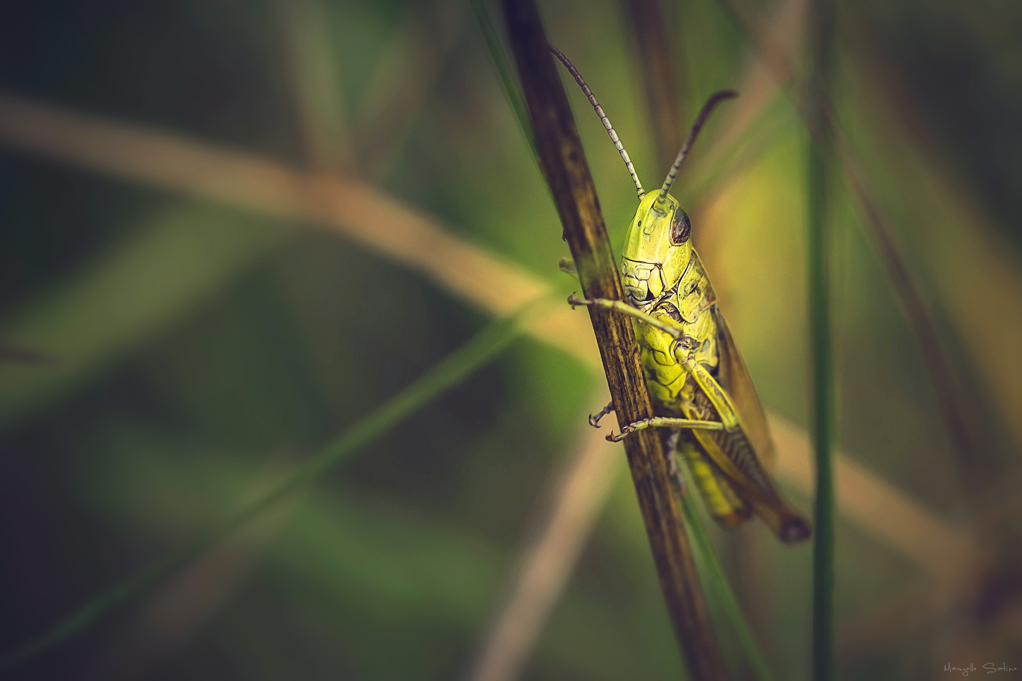 Nikon D3100 sample photo. Mr criquet photography