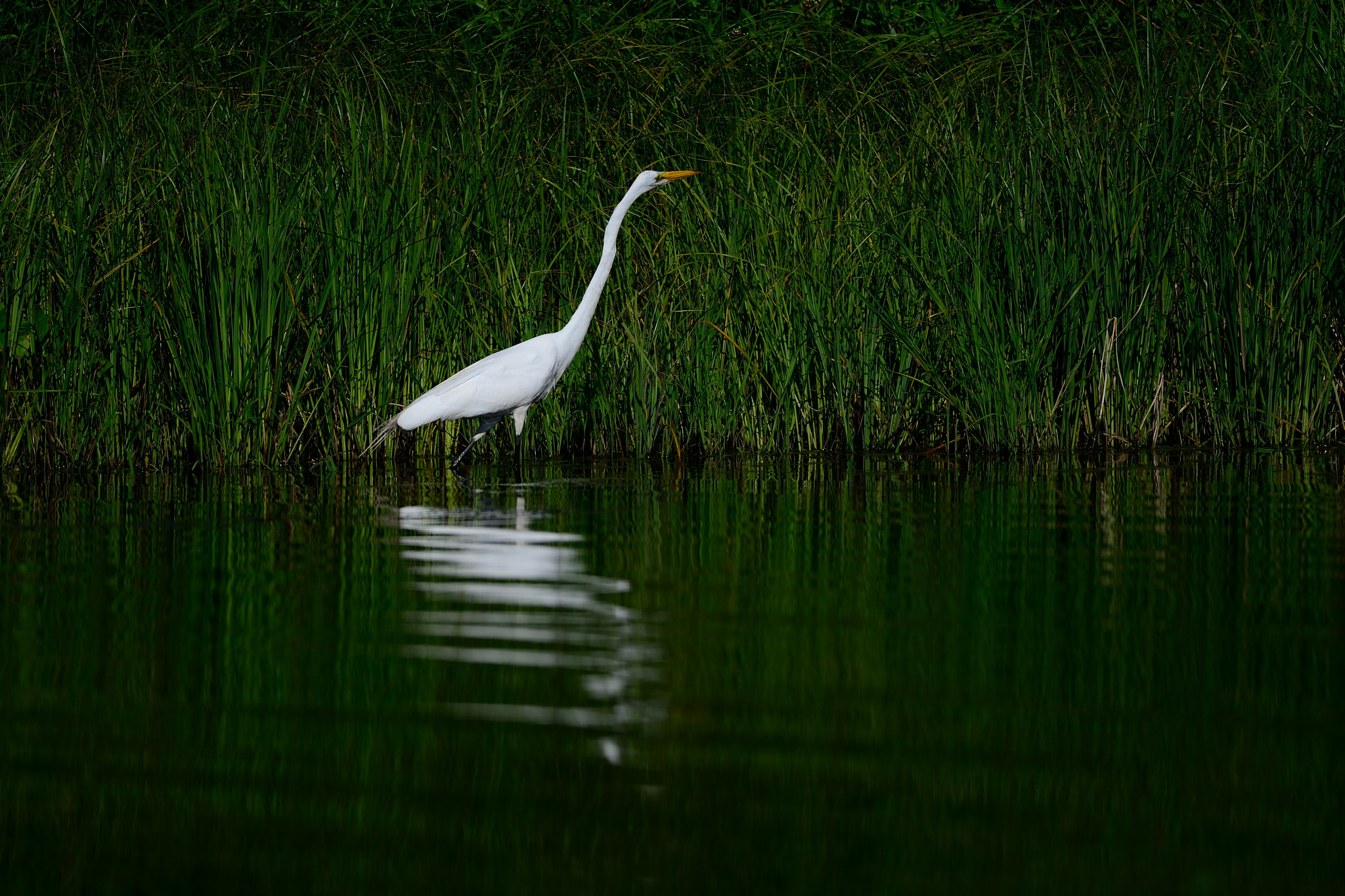 Nikon AF-S Nikkor 200-400mm F4G ED-IF VR sample photo. Great egret photography