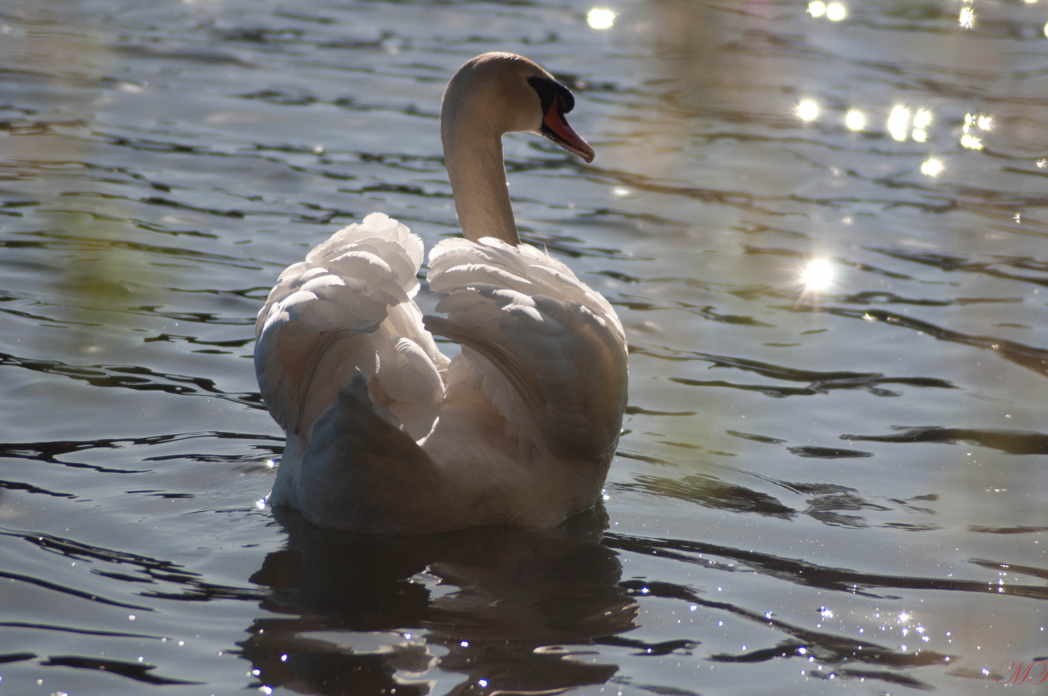 Nikon D300 + AF Zoom-Nikkor 28-70mm f/3.5-4.5D sample photo. White swan - high park, toronto photography