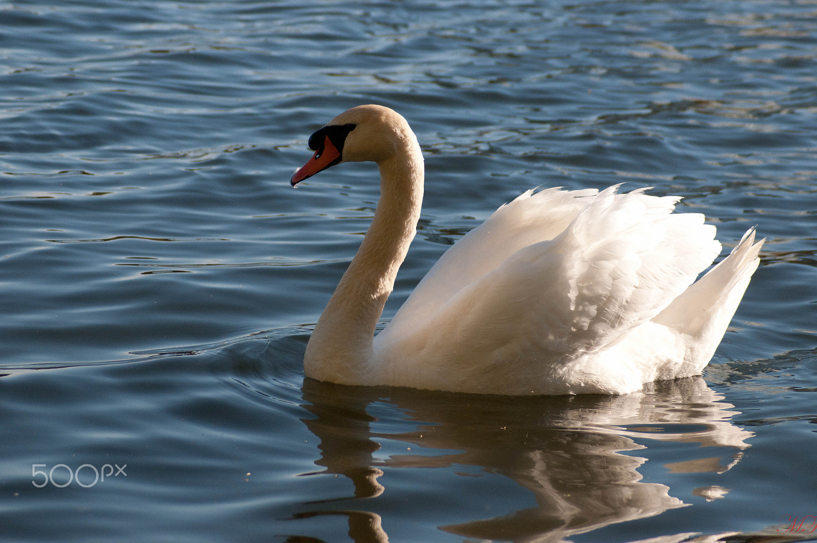 AF Zoom-Nikkor 28-70mm f/3.5-4.5D sample photo. Swan - high park, toronto photography