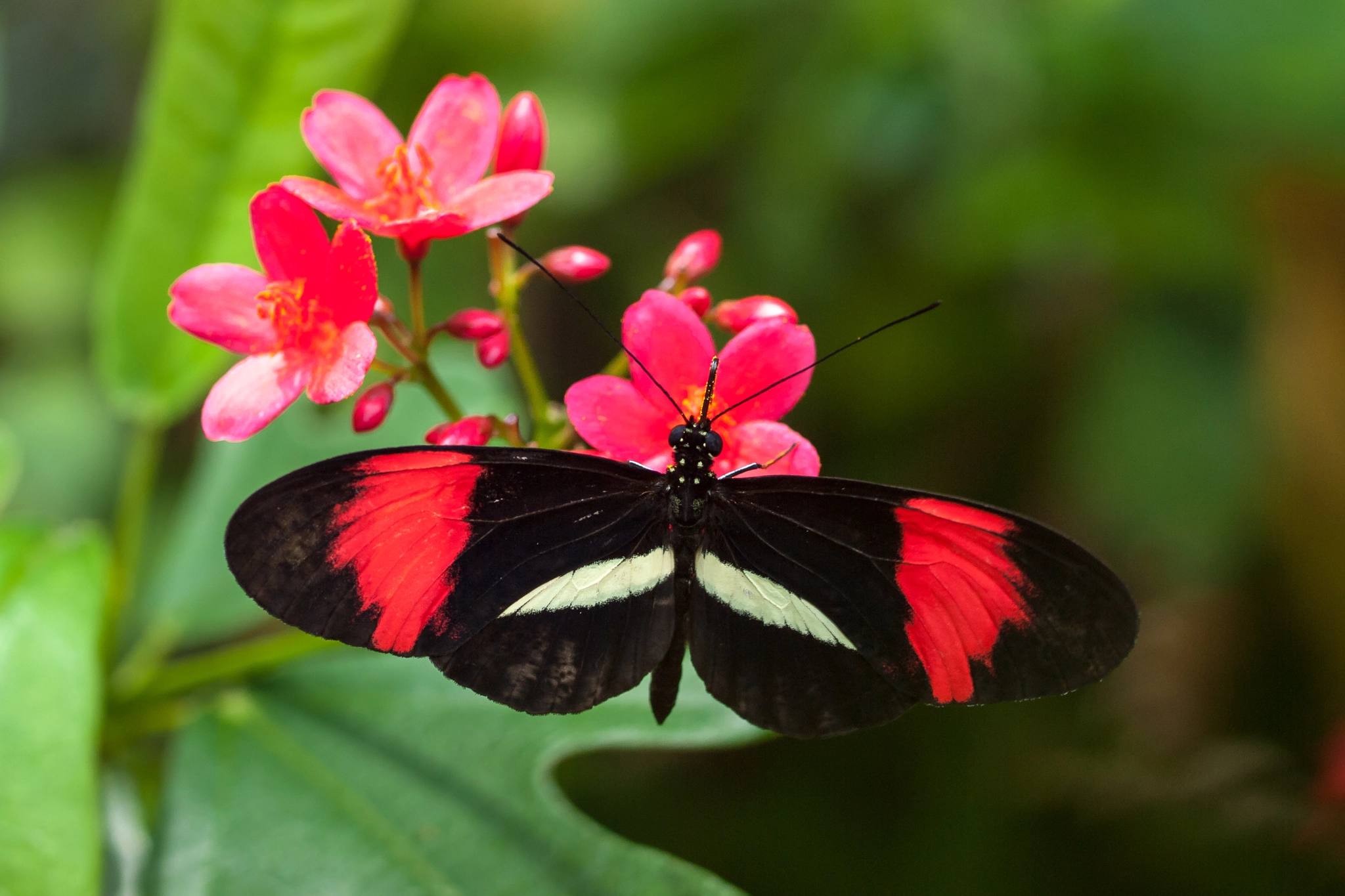 Olympus E-620 (EVOLT E-620) + OLYMPUS 50mm Lens sample photo. Red postman (heliconius erato) photography
