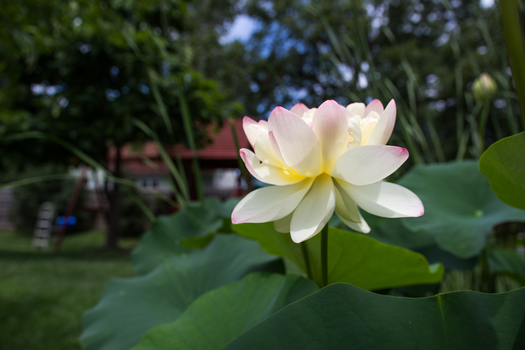 Canon EOS 600D (Rebel EOS T3i / EOS Kiss X5) + Sigma 18-35mm f/1.8 DC HSM sample photo. Lotus bloom photography