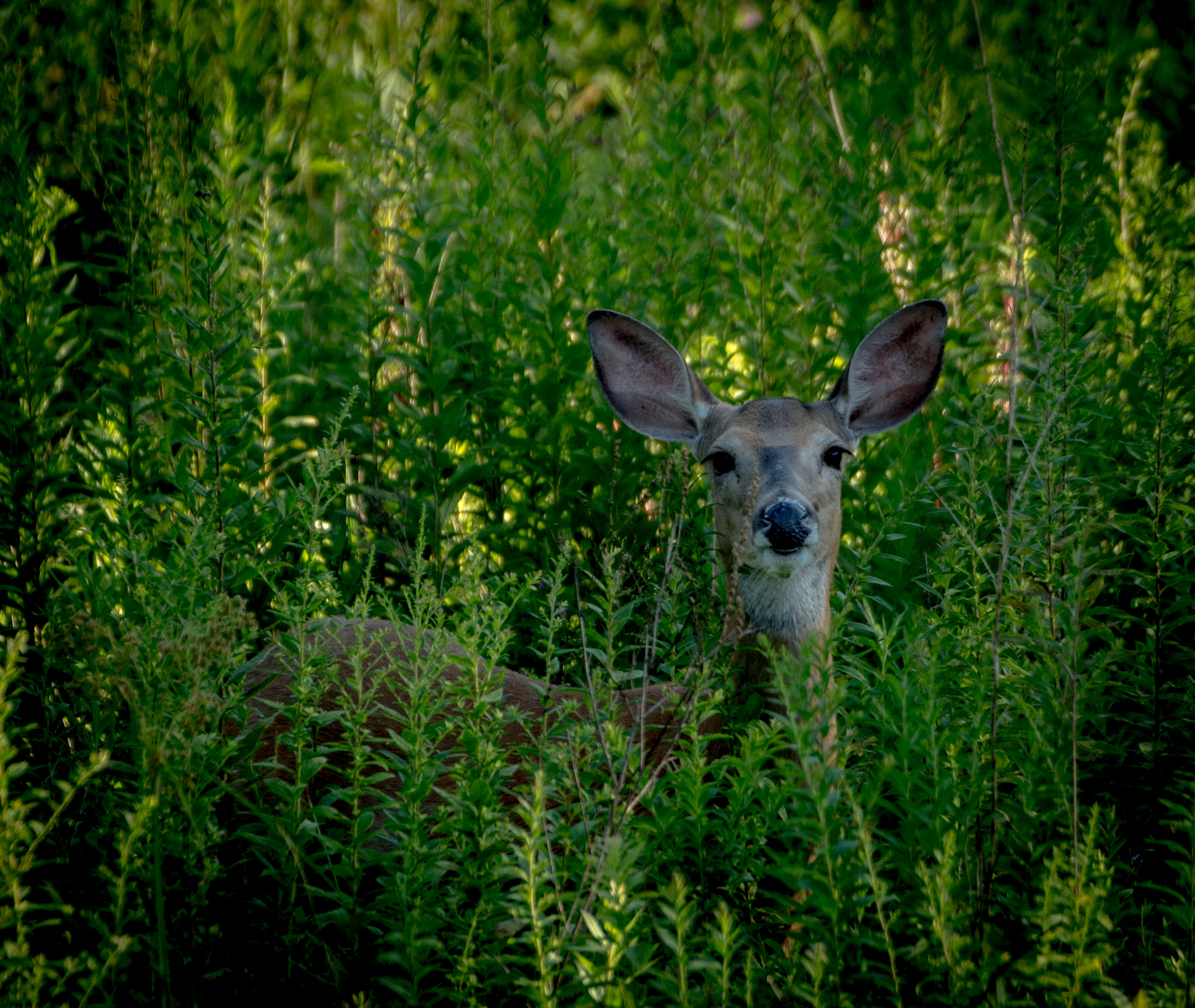 Sigma 50-500mm F4.5-6.3 DG OS HSM sample photo. Deer in the weeds, middletown, new york photography