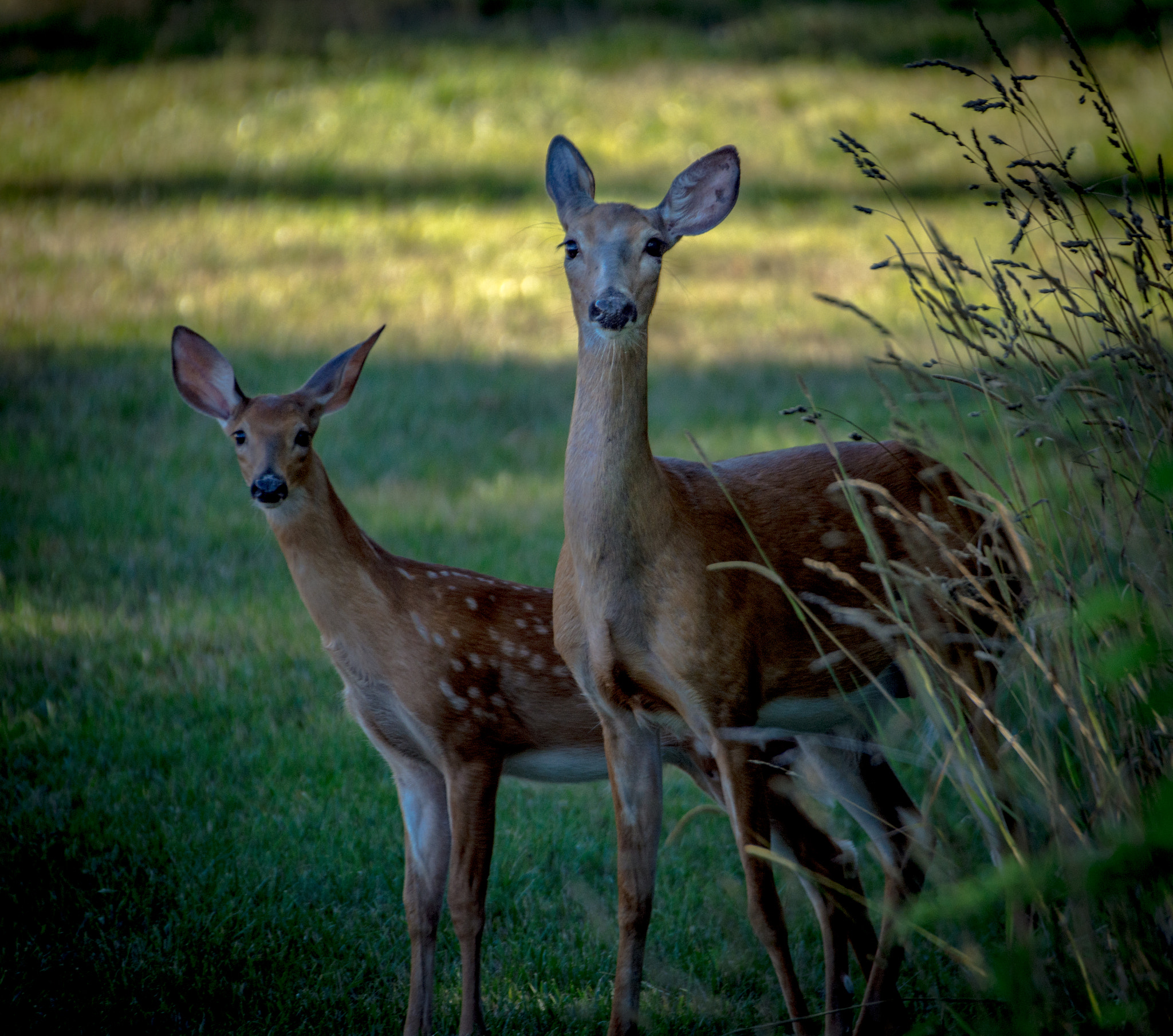 Sigma 50-500mm F4.5-6.3 DG OS HSM sample photo. Deer family, middletown, new york photography