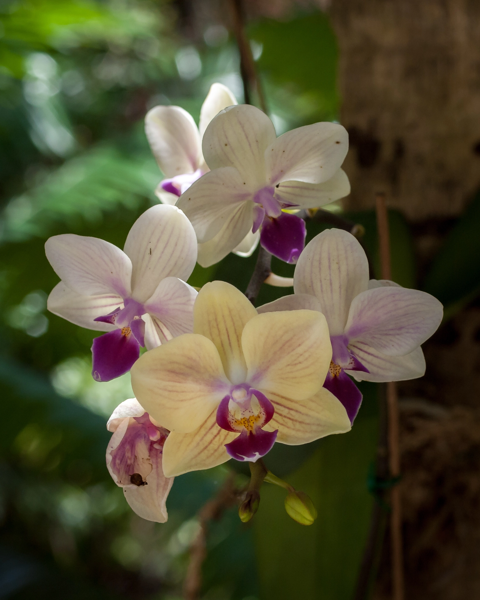 Olympus E-620 (EVOLT E-620) + OLYMPUS 50mm Lens sample photo. Orchids photography