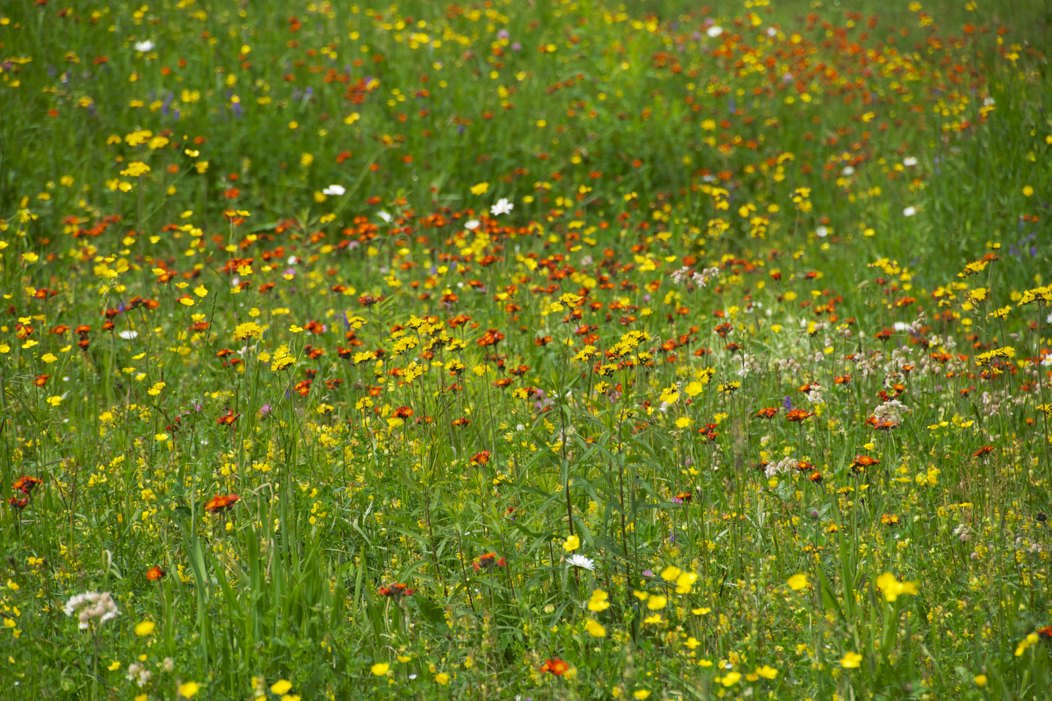 Tamron 18-270mm F3.5-6.3 Di II PZD sample photo. Champs de fleur au mont tremblant photography