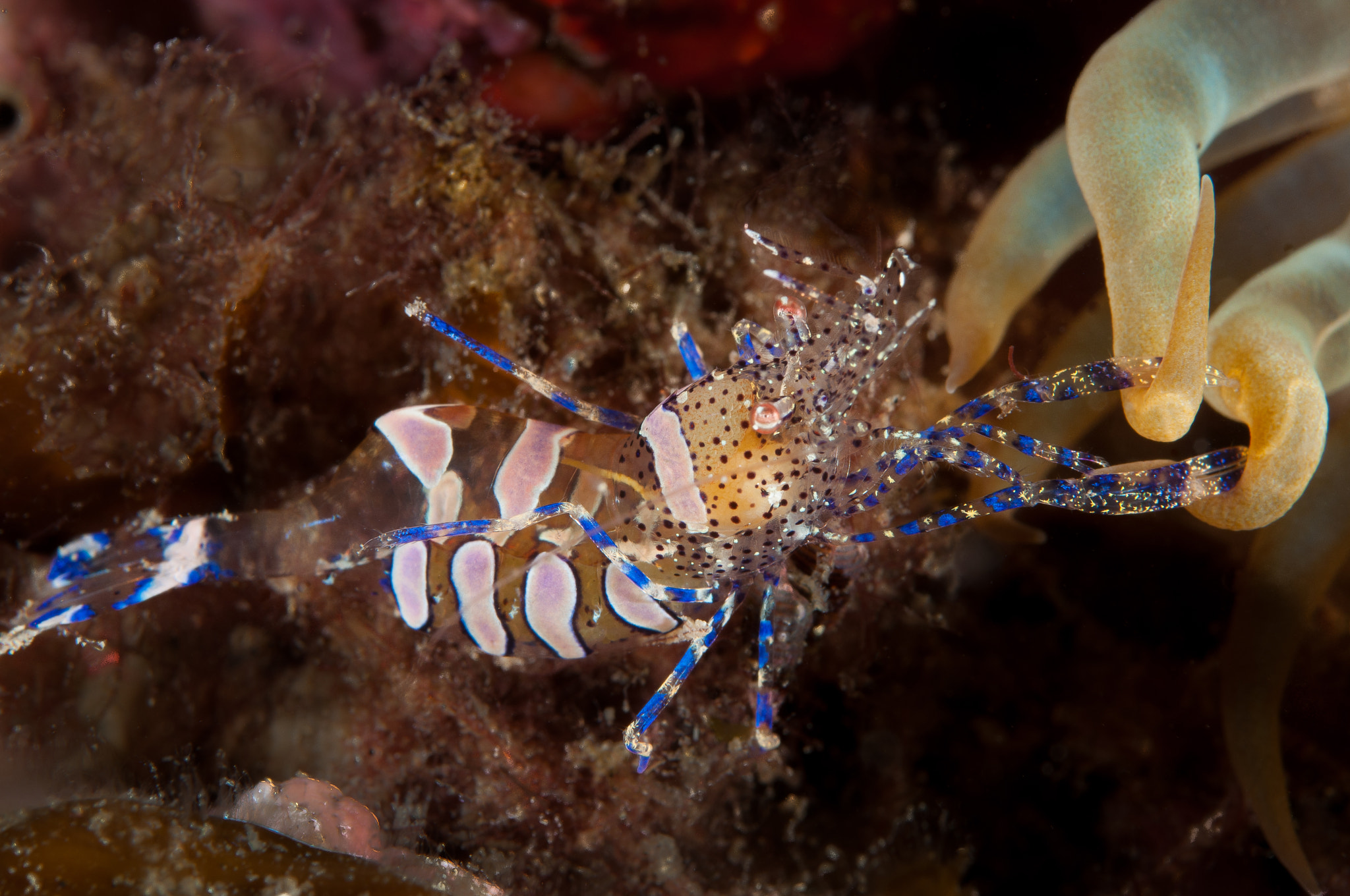 Nikon D90 + AF Micro-Nikkor 60mm f/2.8 sample photo. Gamba periclimenes photography