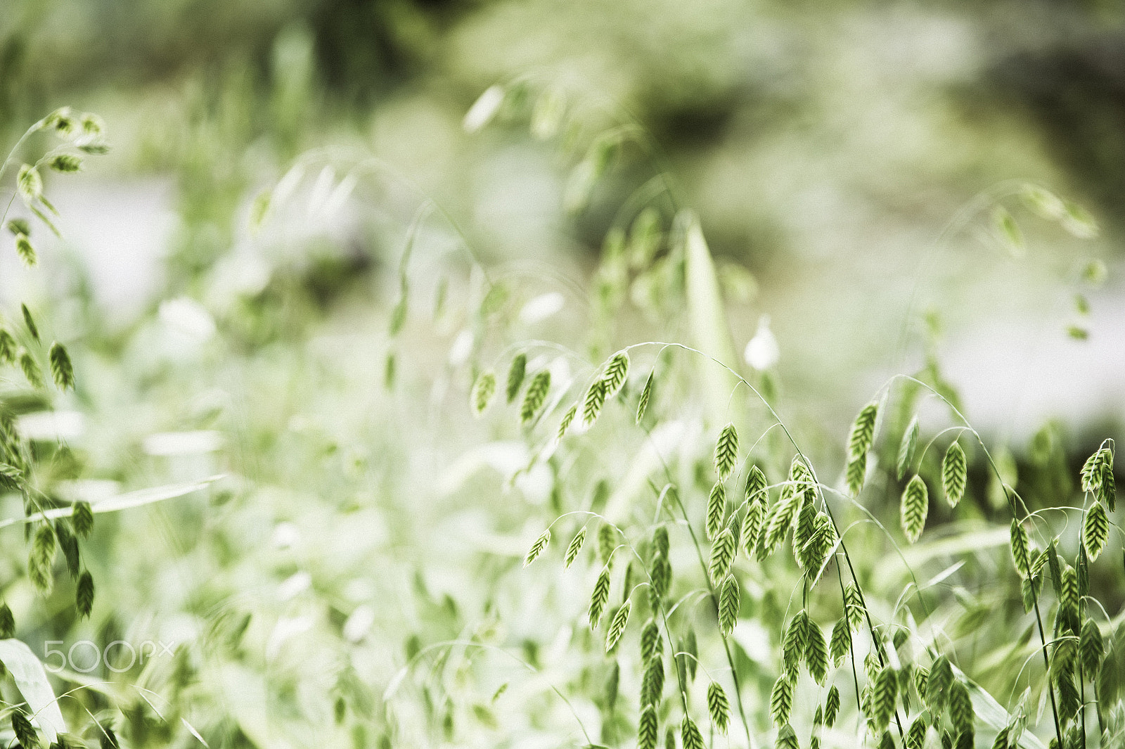 Tamron SP 70-200mm F2.8 Di VC USD sample photo. Summer field photography