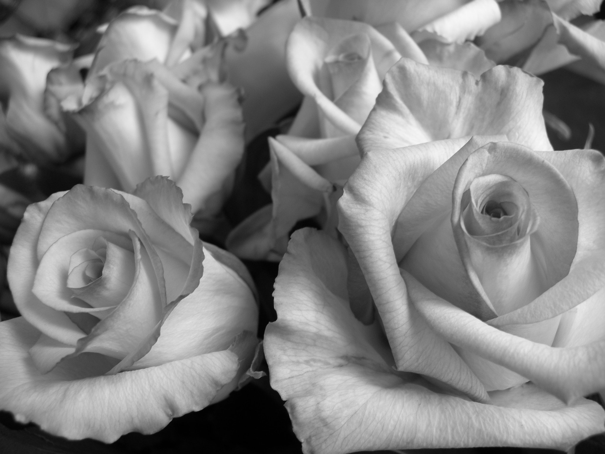 Nikon E7600 sample photo. Bw roses photography