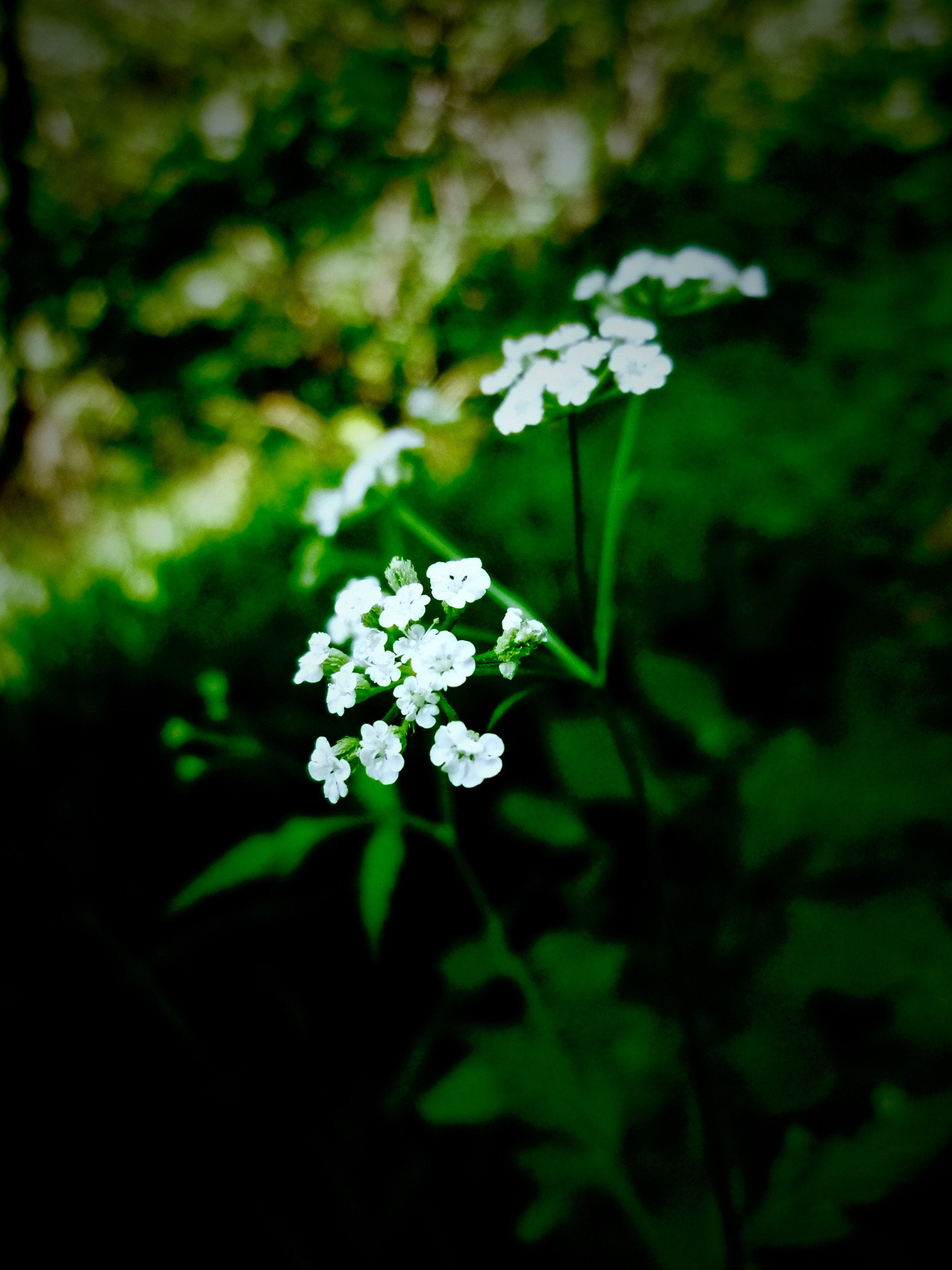 Panasonic DMC-FX60 sample photo. Little white flower photography