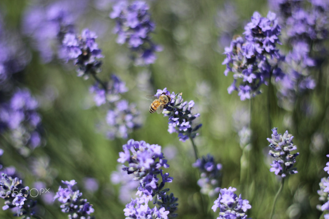 Canon EF 50mm F1.8 II sample photo. Abeille photography