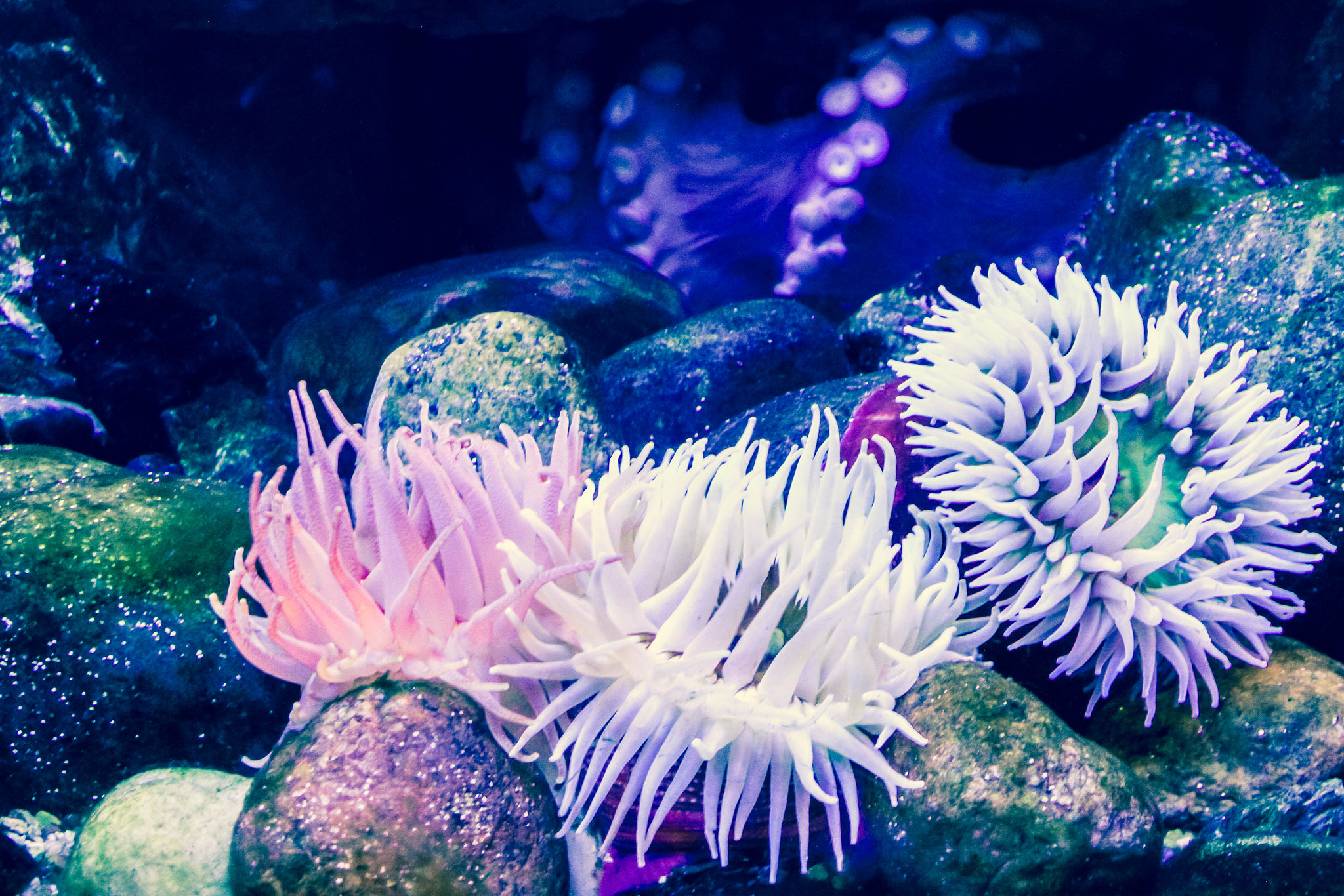 Sigma 17-70mm F2.8-4 DC Macro OS HSM sample photo. Anemones and octopus photography