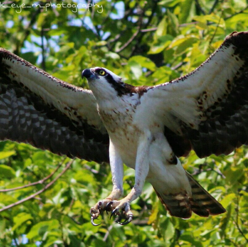 Canon EOS 1200D (EOS Rebel T5 / EOS Kiss X70 / EOS Hi) + Canon EF 400mm F5.6L USM sample photo. Female osprey flying upwards with her eye on the branch she's about to land on  photography