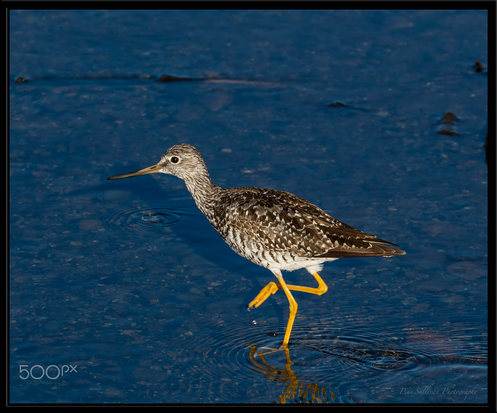 Canon EF 400mm F4 DO IS II USM sample photo. Yellowlegs sandpiper photography