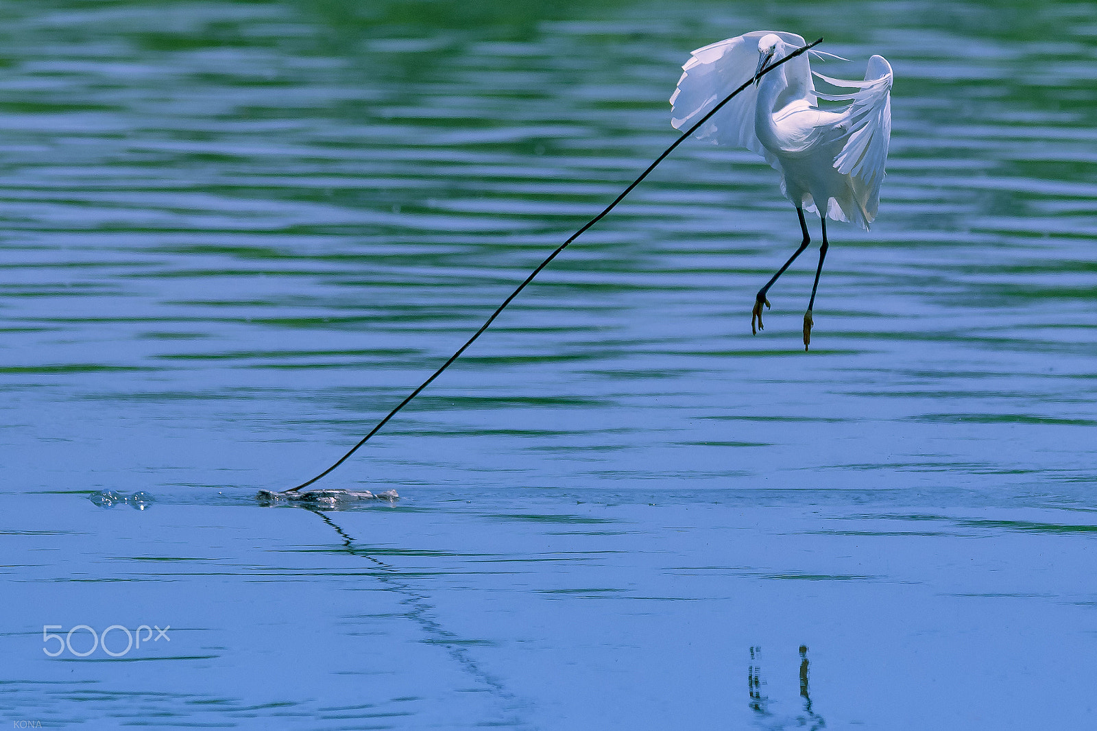 Nikon AF-S Nikkor 400mm F2.8G ED VR II sample photo. Sagi photography
