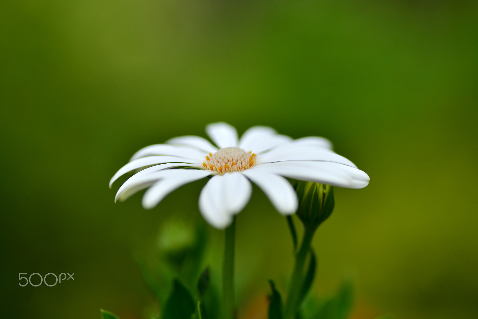 Nikon D600 sample photo. White flower in summer. photography