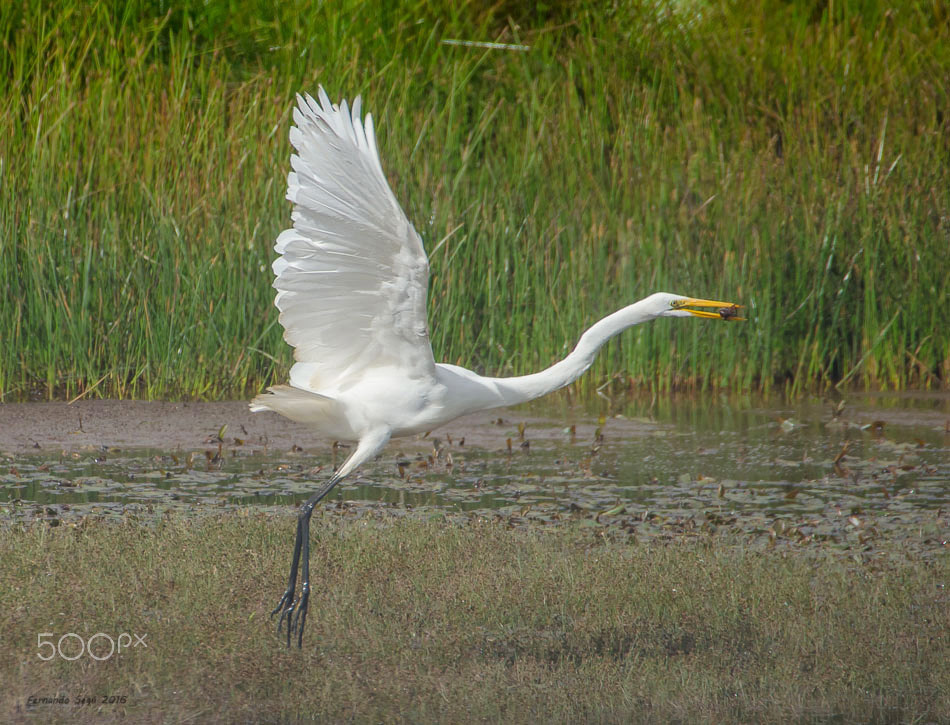 Sigma 50-500mm F4.5-6.3 DG OS HSM sample photo. Great egret photography