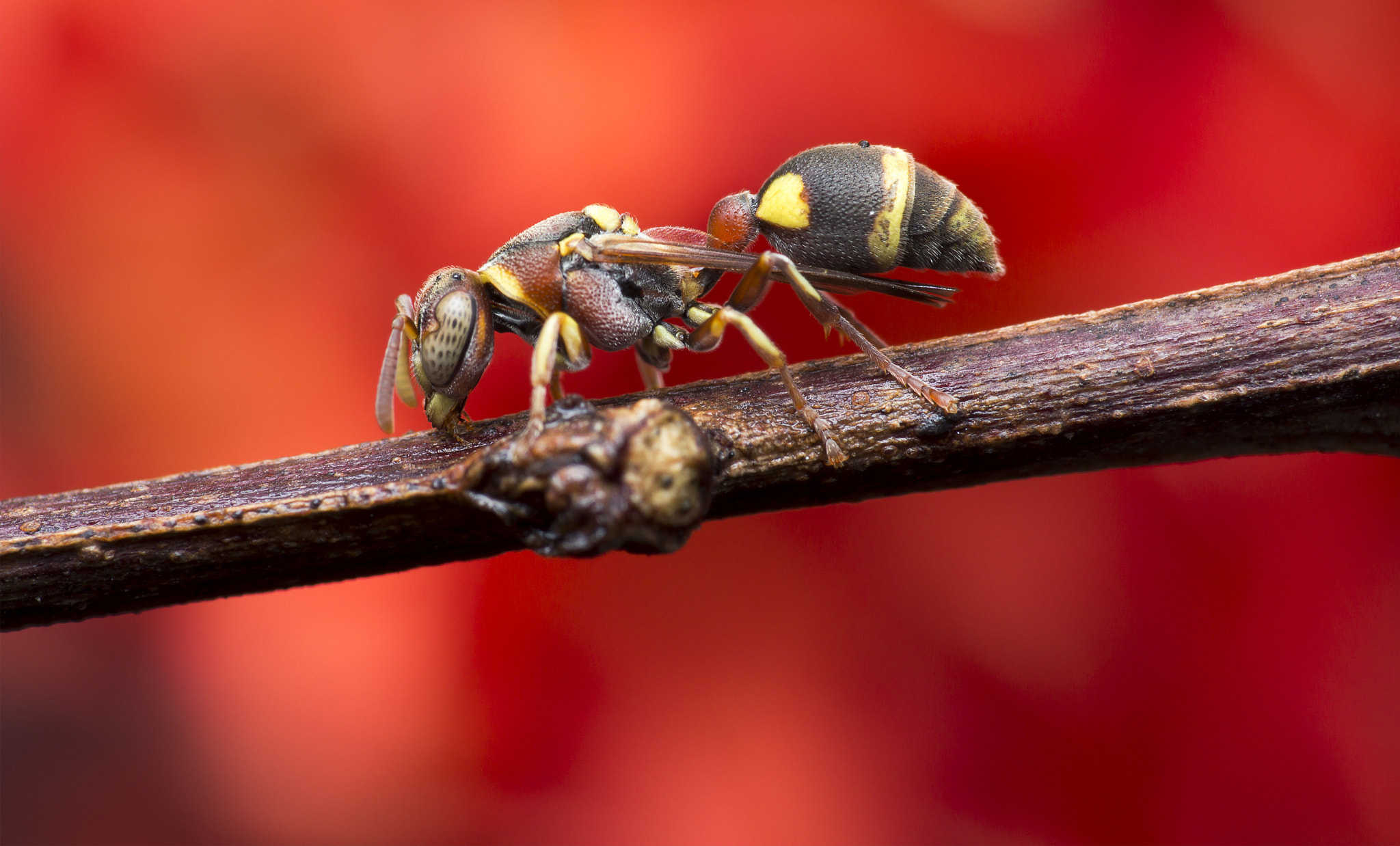 Canon EOS 60D + Canon EF 100mm F2.8 Macro USM sample photo. Wasp 160728a photography