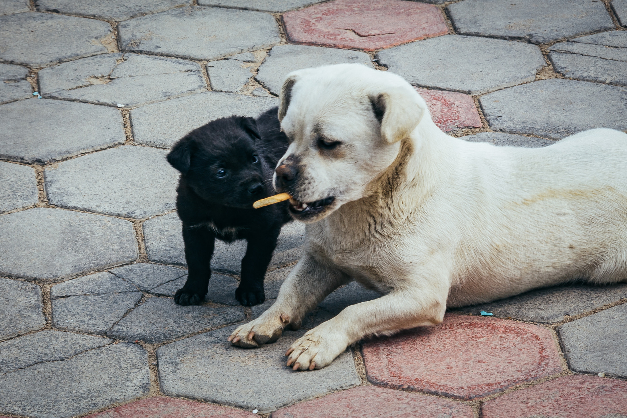 Canon EOS 40D sample photo. Mom, i want to eat too photography