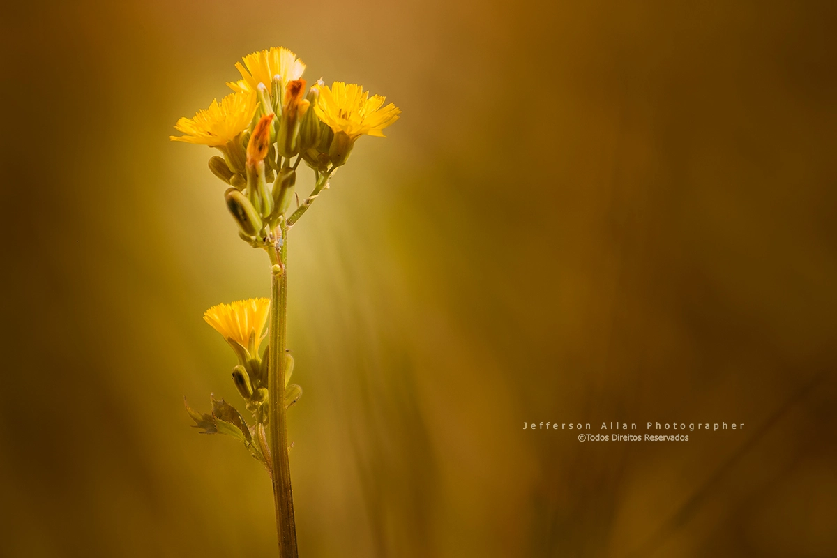 Canon EF 100-400mm F4.5-5.6L IS USM sample photo. Detalhes photography