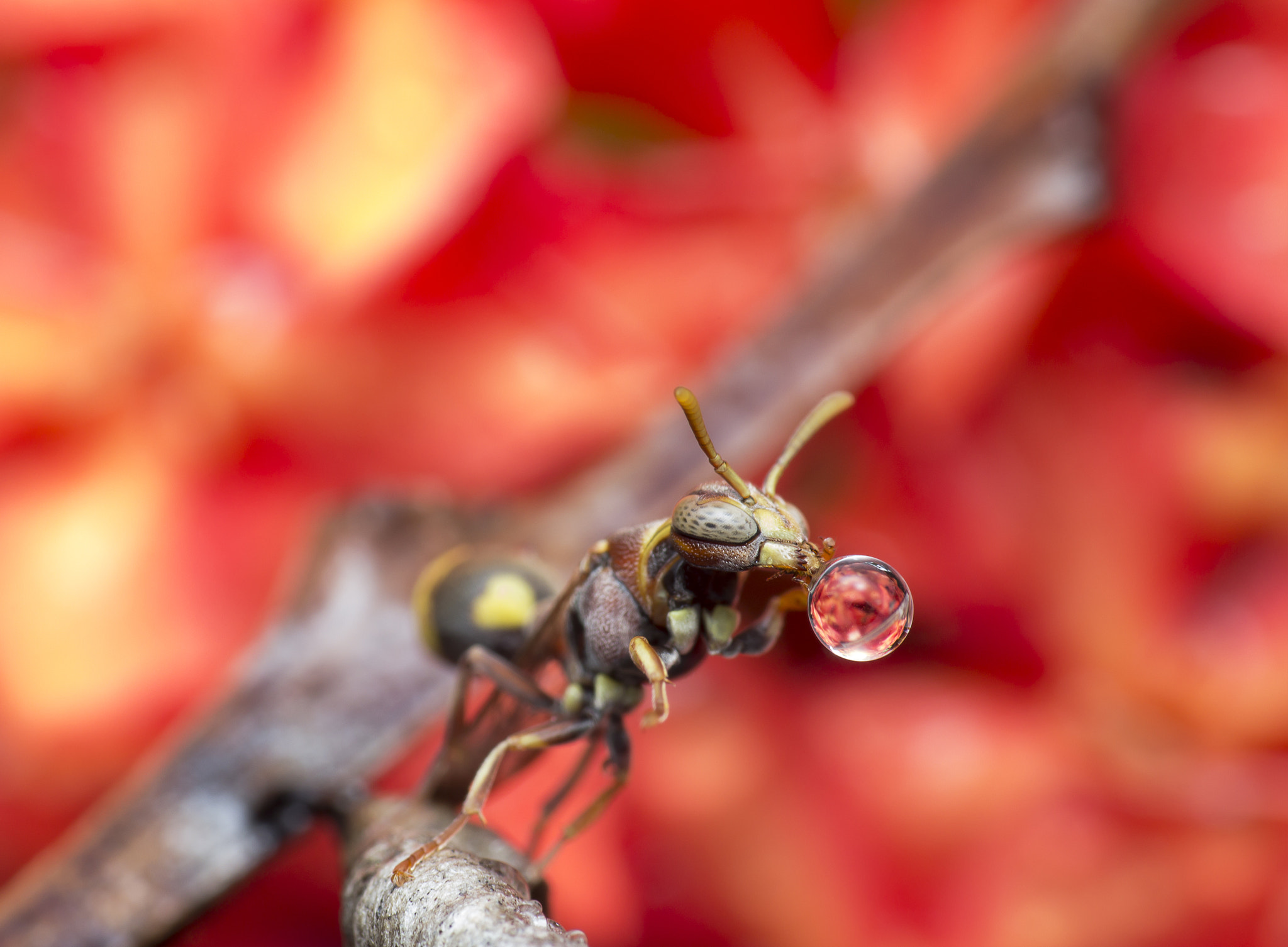 Canon EOS 60D + Canon EF 100mm F2.8 Macro USM sample photo. Wasp blowing water bubble 160728a photography